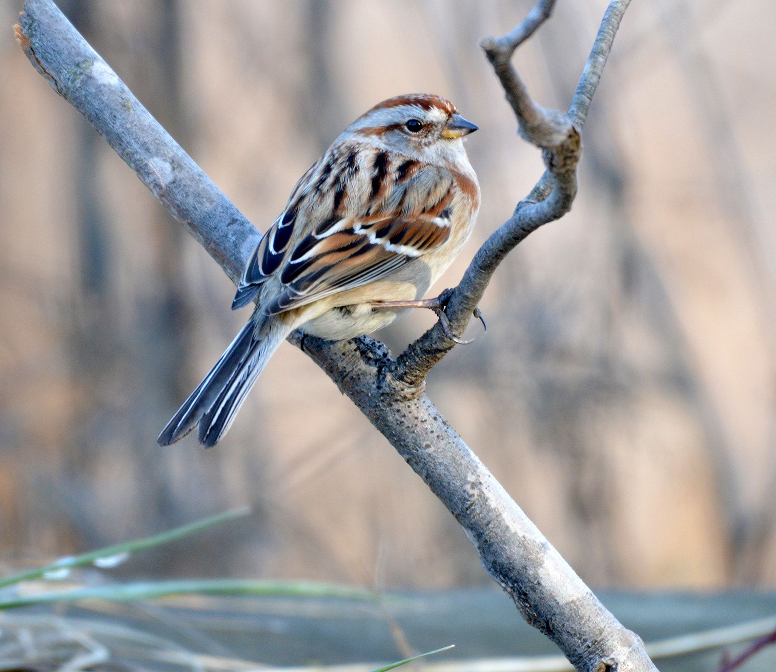 Nikon AF-S Nikkor 200-500mm F5.6E ED VR sample photo. American tree sparrow photography
