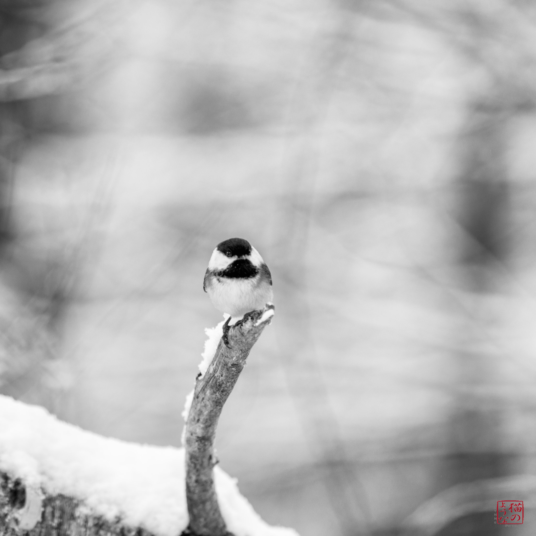 Nikon D800 sample photo. My little chickadee photography