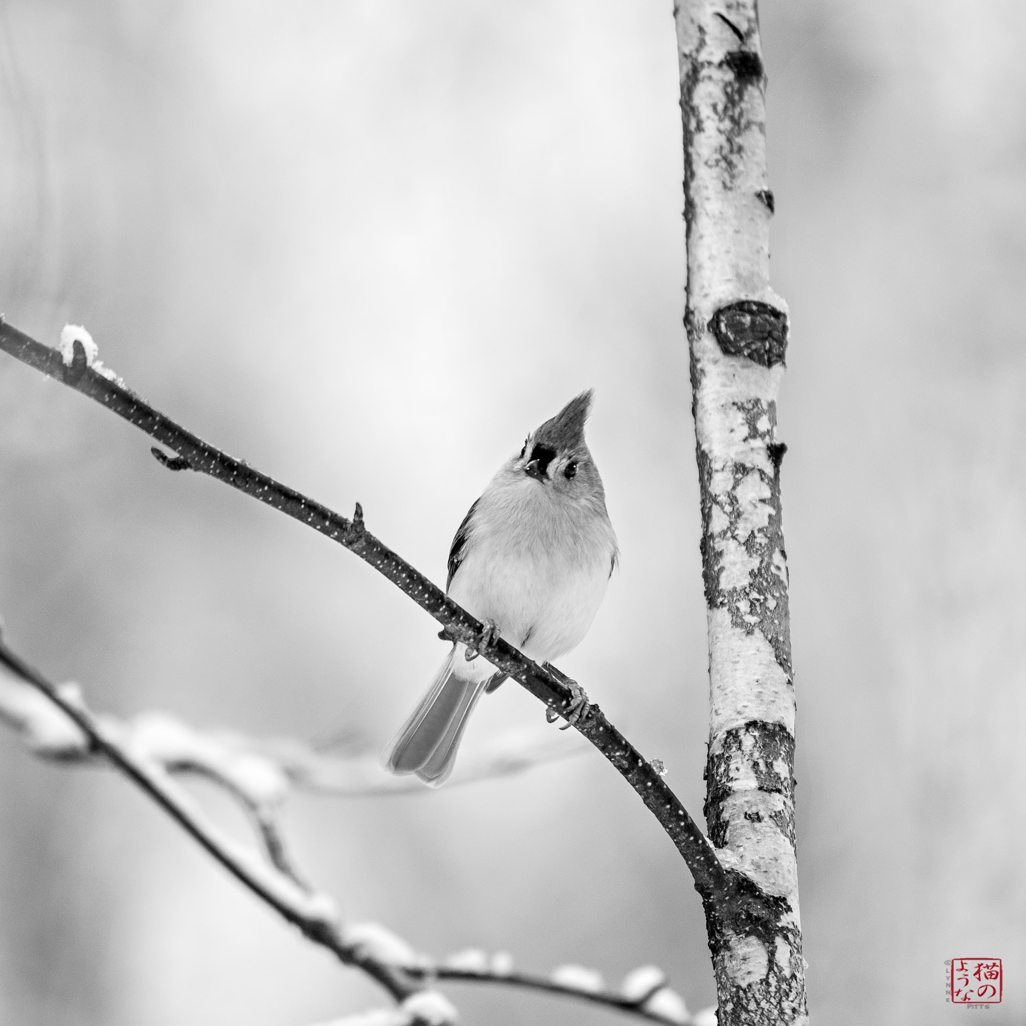 Nikon D800 sample photo. Portrait of a titmouse photography
