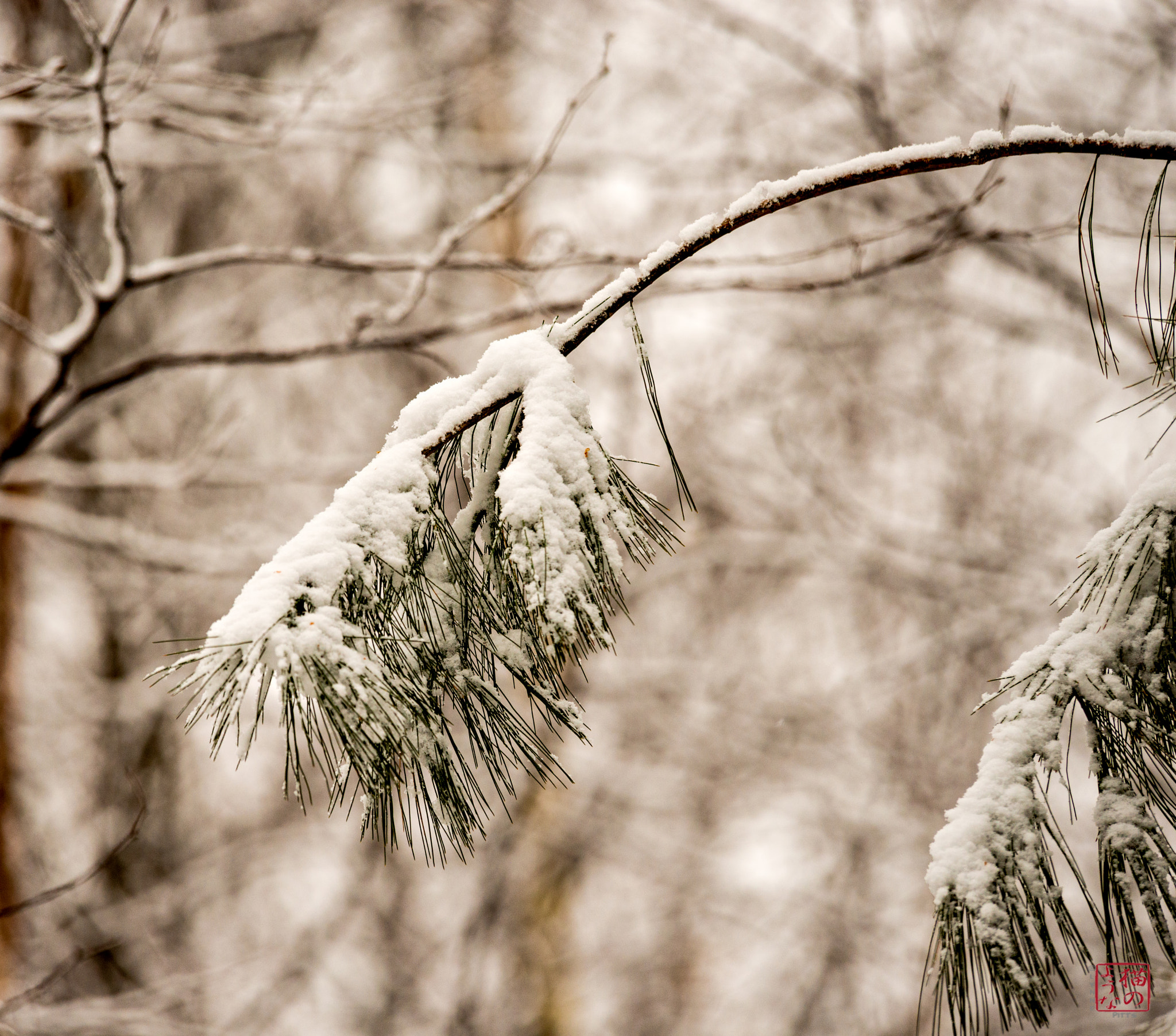 Nikon D800 sample photo. Extending a branch photography