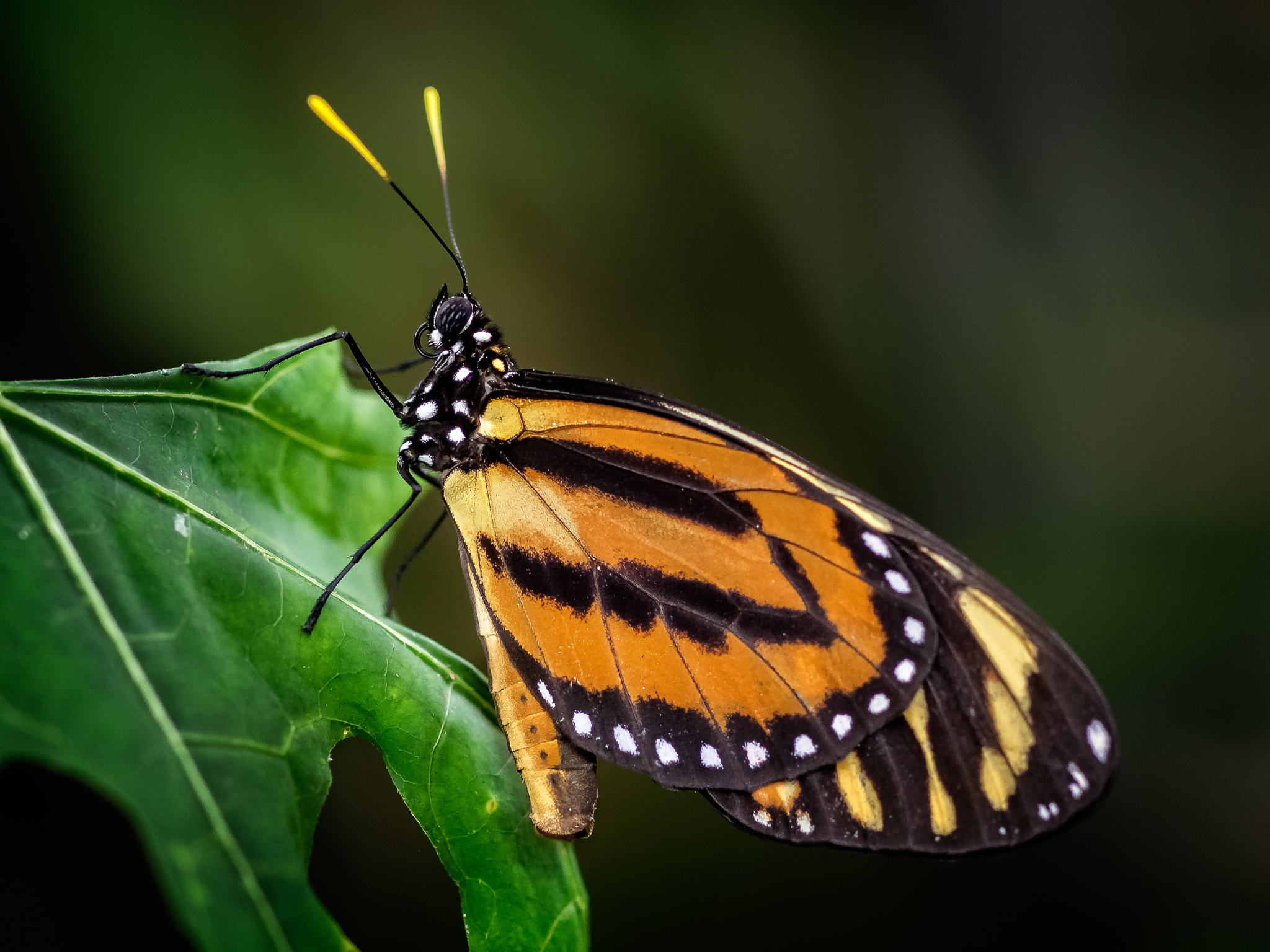 Olympus OM-D E-M1 + OLYMPUS 50mm Lens sample photo. Tiger longwing (heliconius hecale) photography