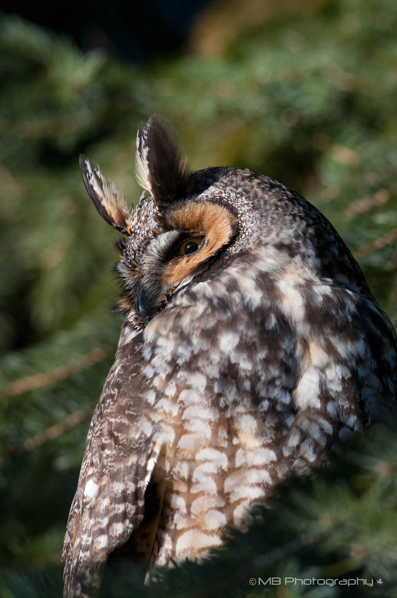 Nikon AF-S Nikkor 200-500mm F5.6E ED VR sample photo. Long eared owl photography