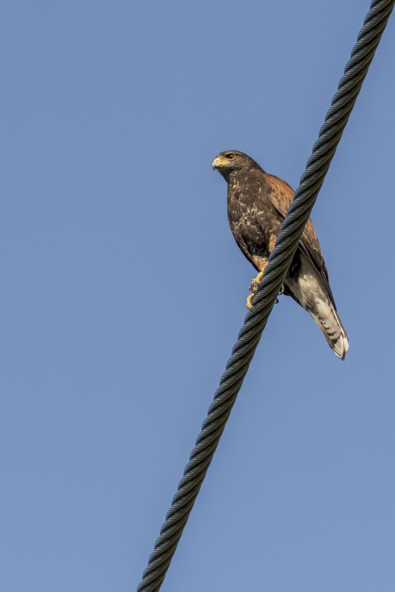 Nikon D500 sample photo. Harris hawk, santiago de chile photography