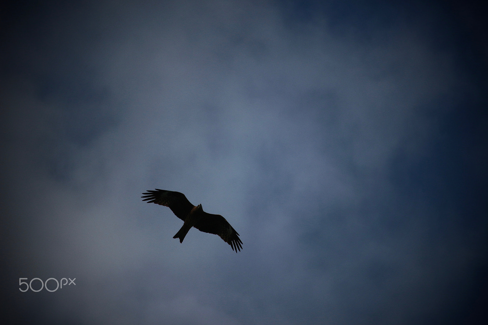 Canon EOS 100D (EOS Rebel SL1 / EOS Kiss X7) sample photo. Bird in the dark sky photography
