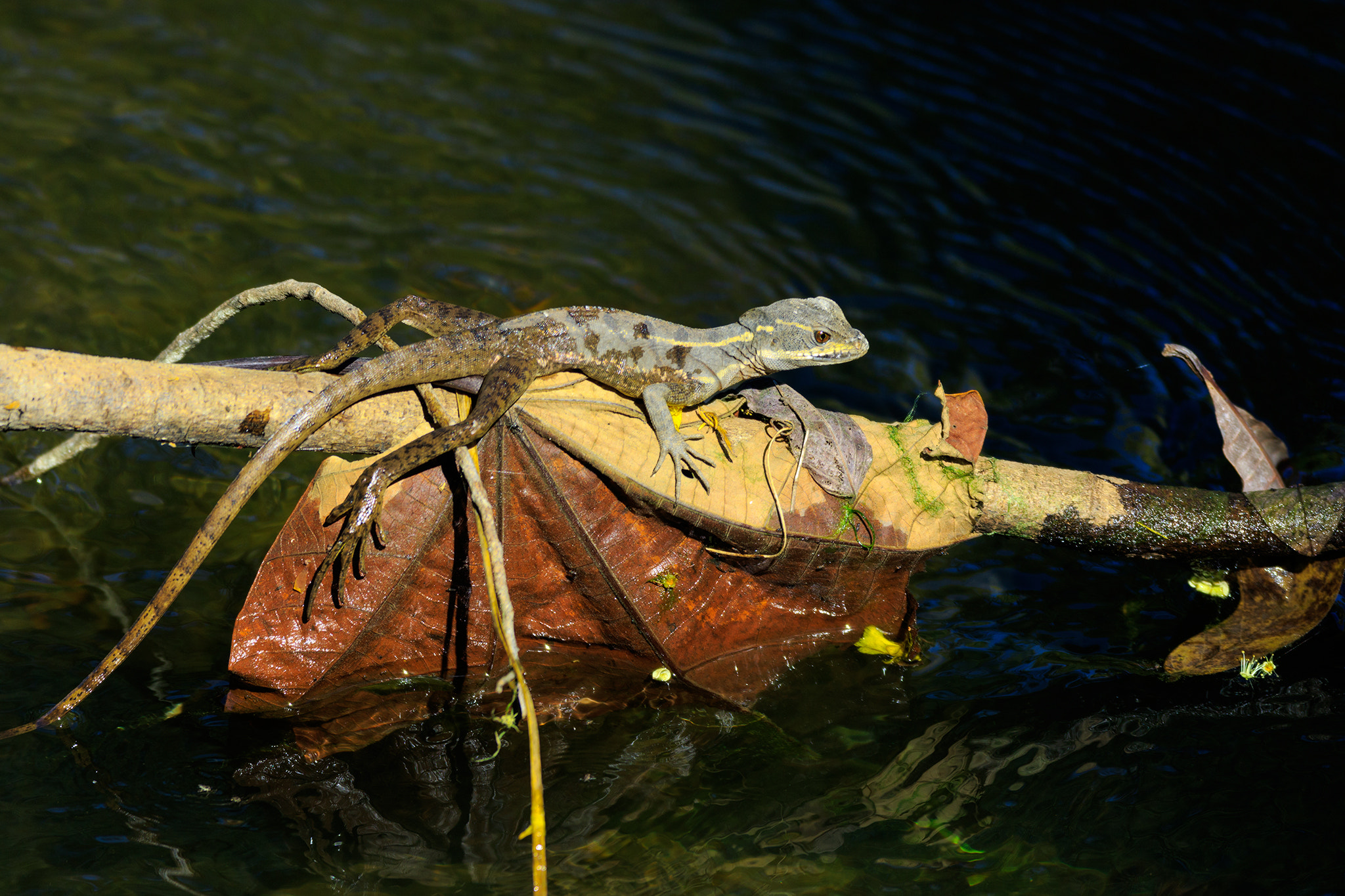 Canon EF 600mm f/4L IS sample photo. Junge streifenbasilisk photography