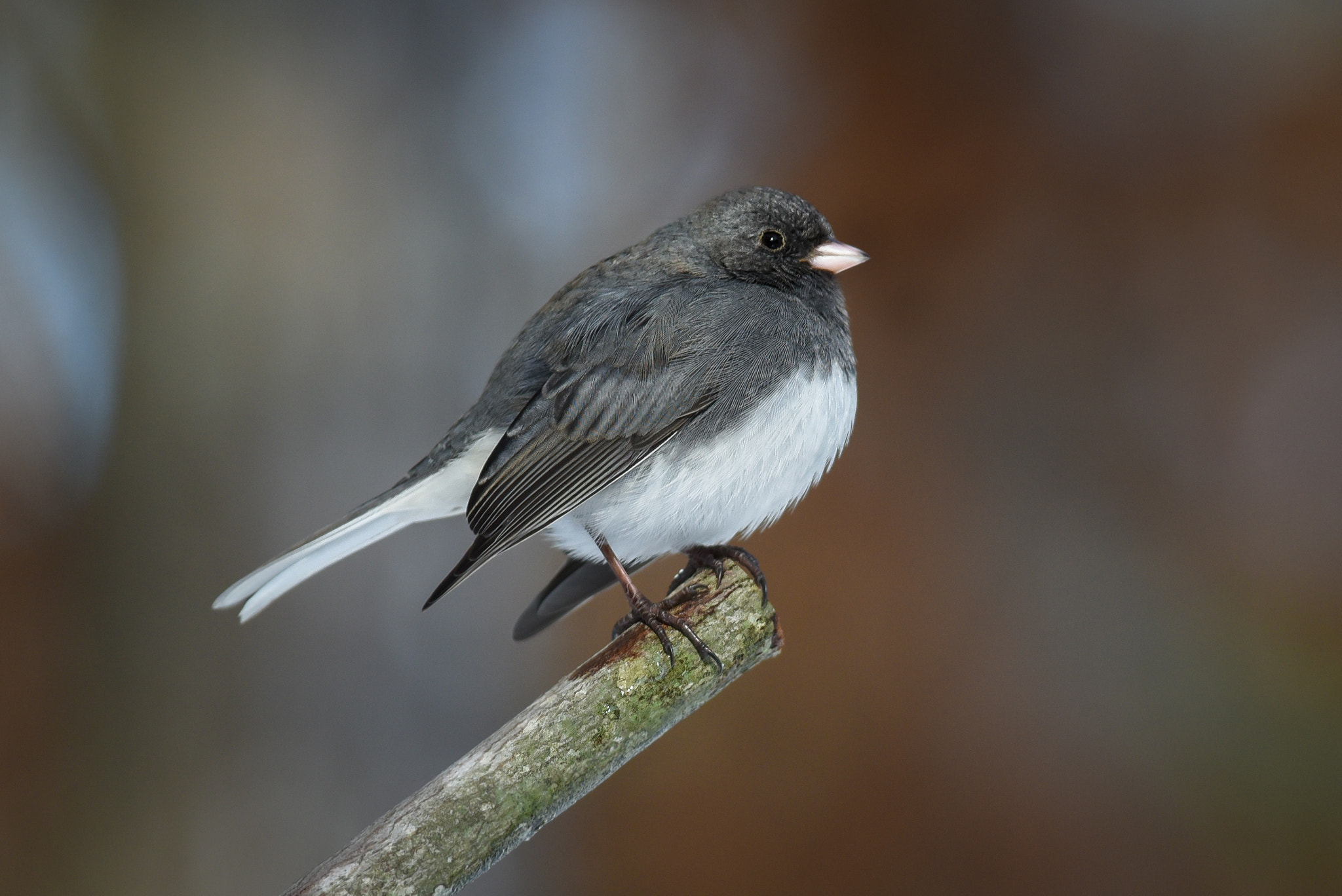 Nikon AF-S Nikkor 300mm F2.8G ED-IF VR sample photo. Dark-eyed junco photography
