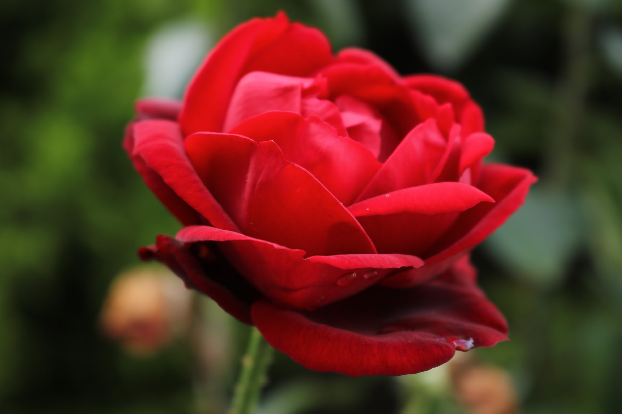 Canon EOS 760D (EOS Rebel T6s / EOS 8000D) sample photo
