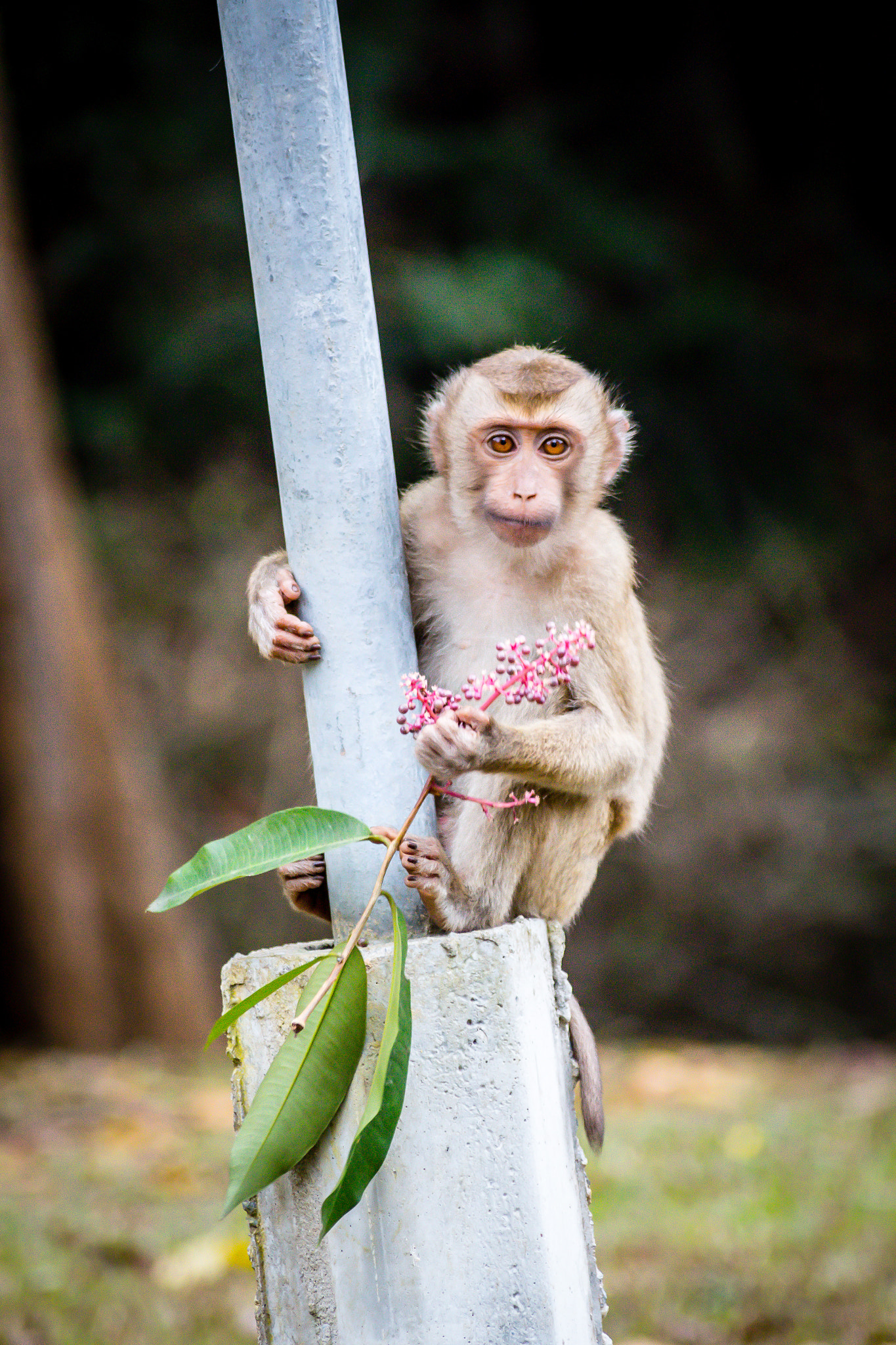 Canon EOS 700D (EOS Rebel T5i / EOS Kiss X7i) + Sigma 55-200mm f/4-5.6 DC sample photo. Little monkey photography