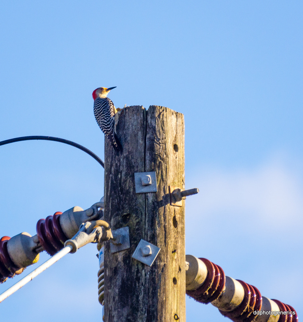 Olympus Zuiko Digital ED 70-300mm F4.0-5.6 sample photo. Power grabber... photography