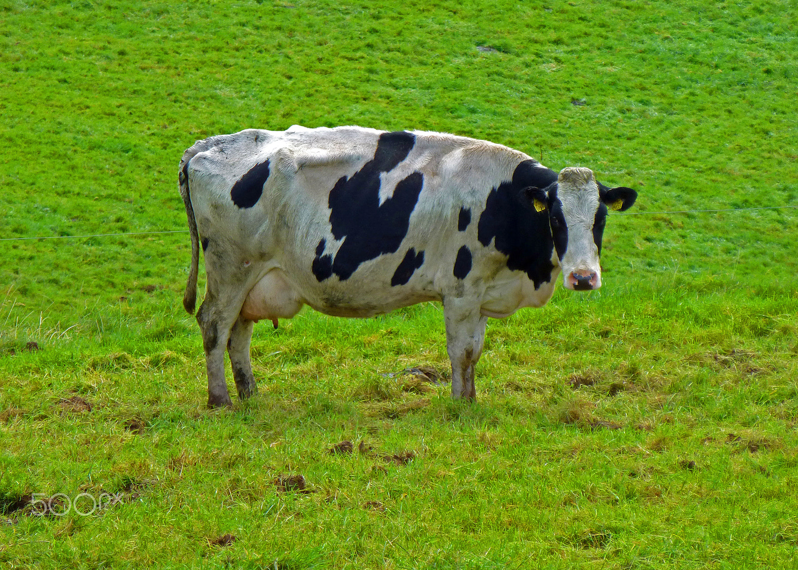 Panasonic Lumix DMC-ZS20 (Lumix DMC-TZ30) sample photo. Old dairy cow photography