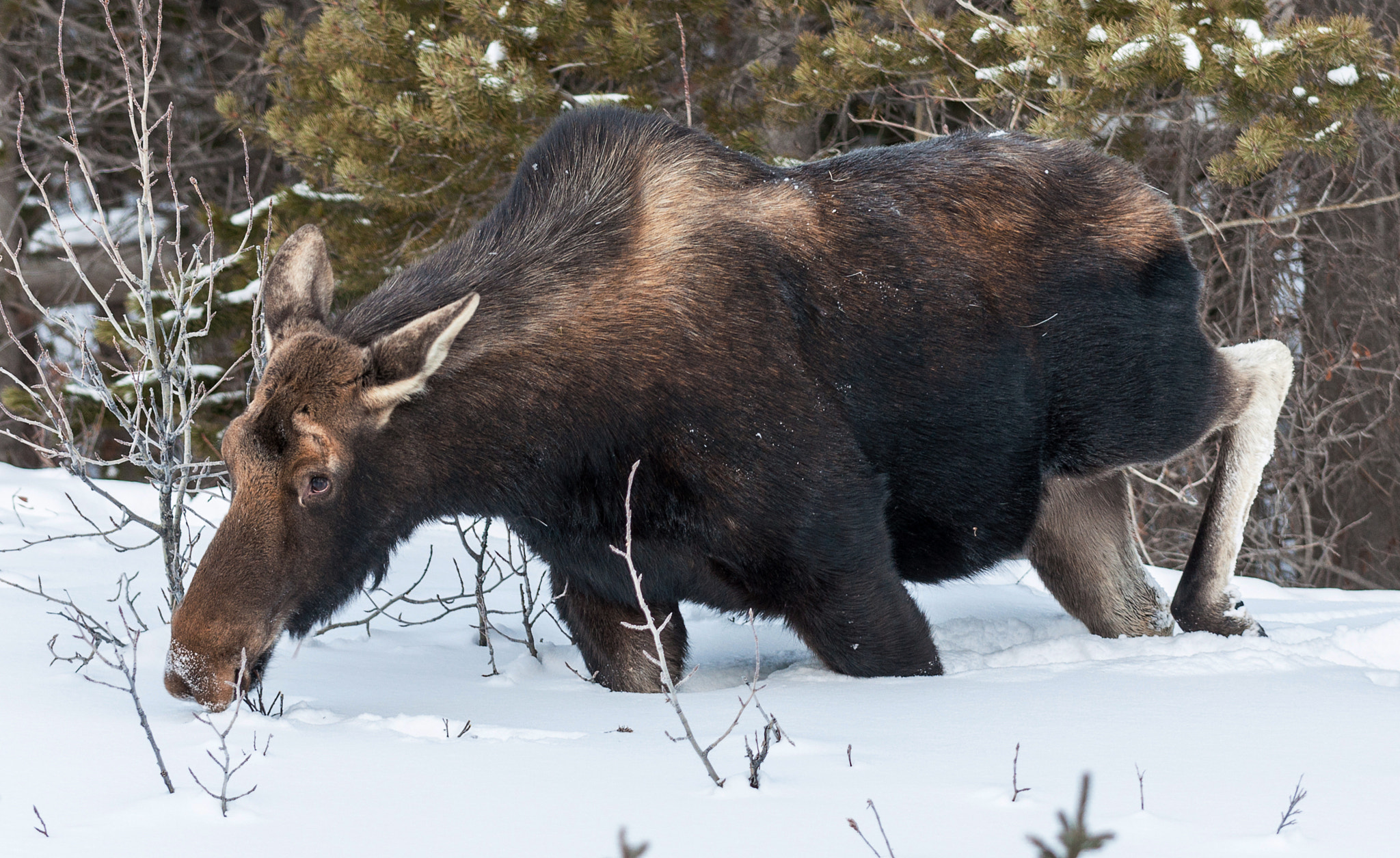 Nikon D5000 sample photo. Snowy moose photography