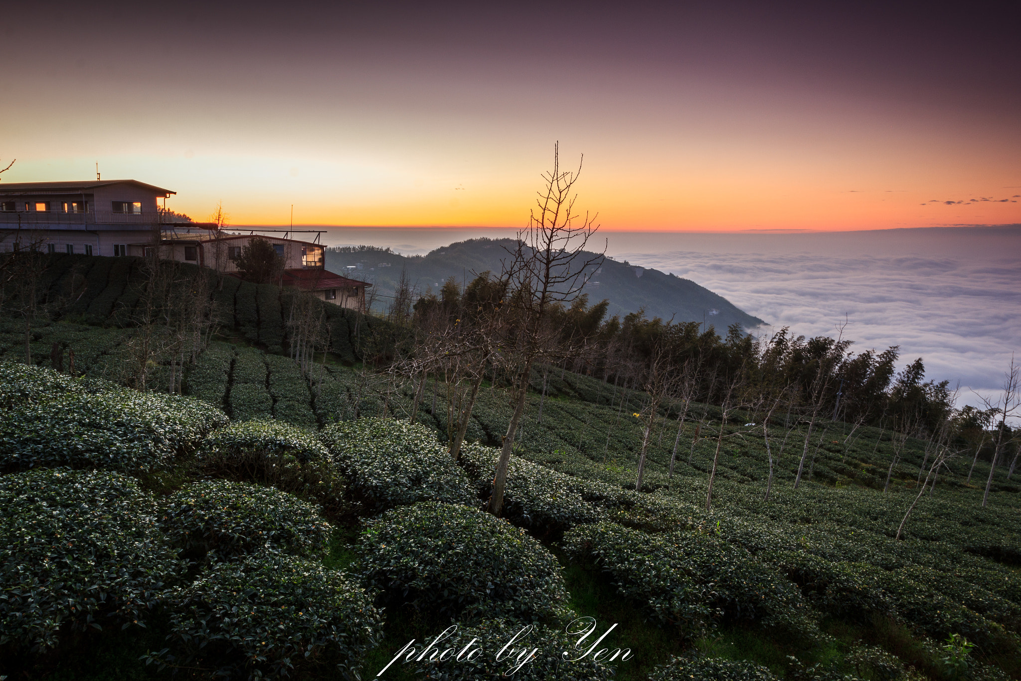 Canon EF 16-35mm F2.8L II USM sample photo. 銀杏森林 photography