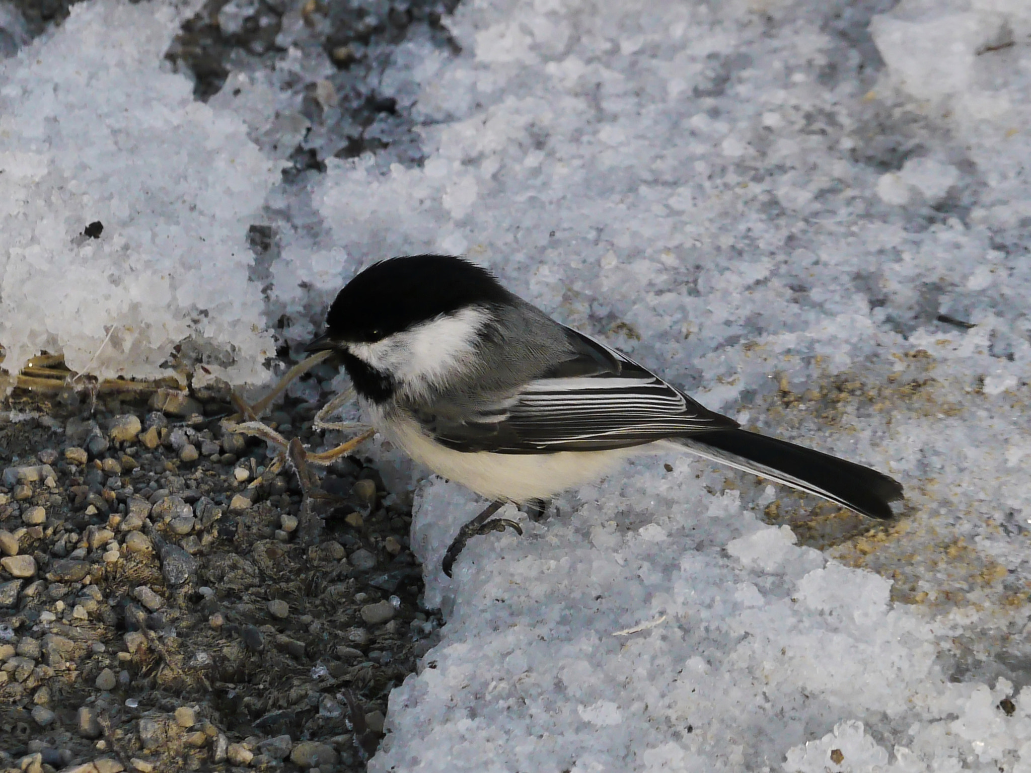 Panasonic Lumix DMC-GH1 sample photo. Black capped chickadee photography