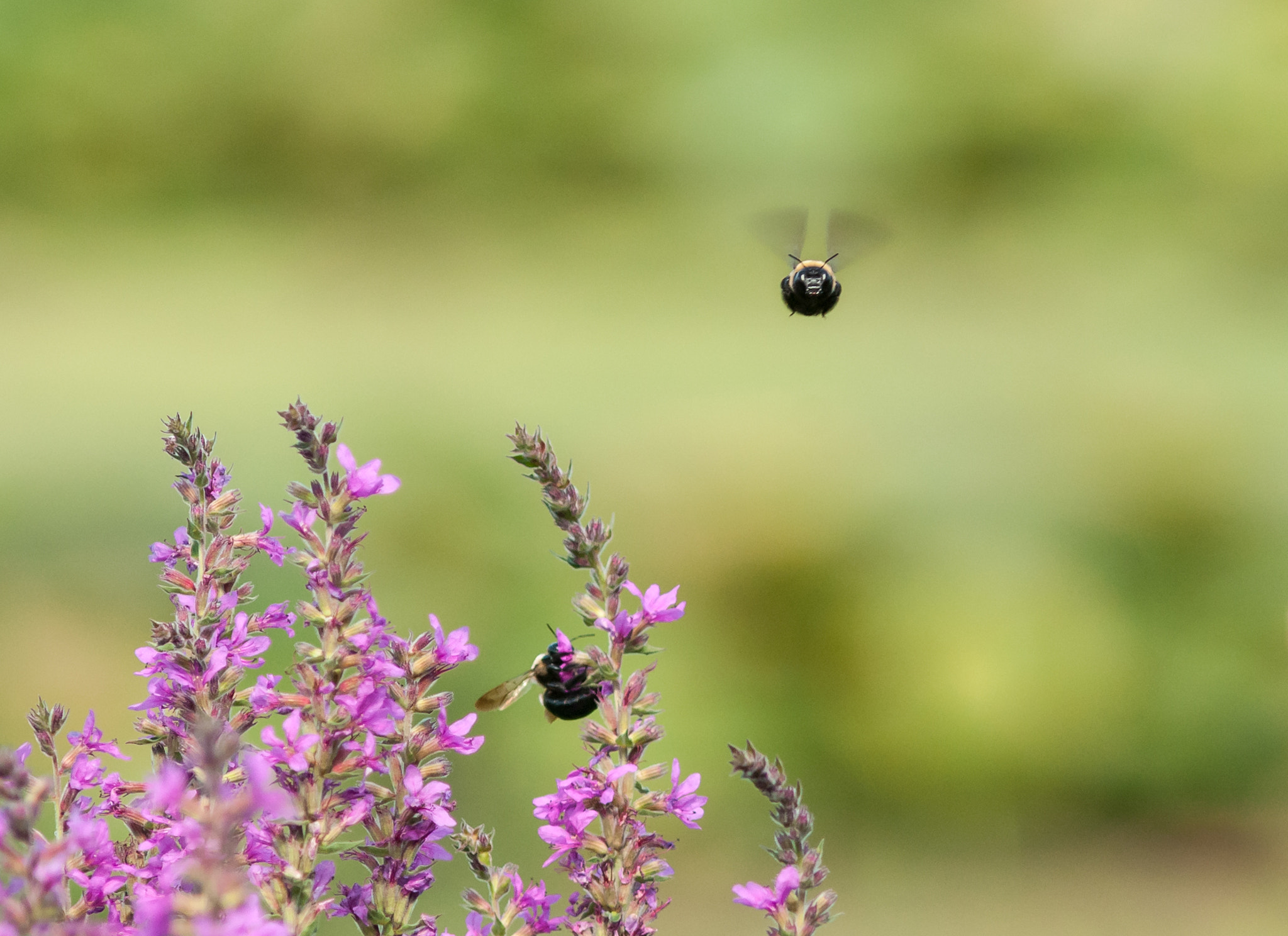 Nikon D300 + AF Nikkor 300mm f/4 IF-ED sample photo. Bee photography