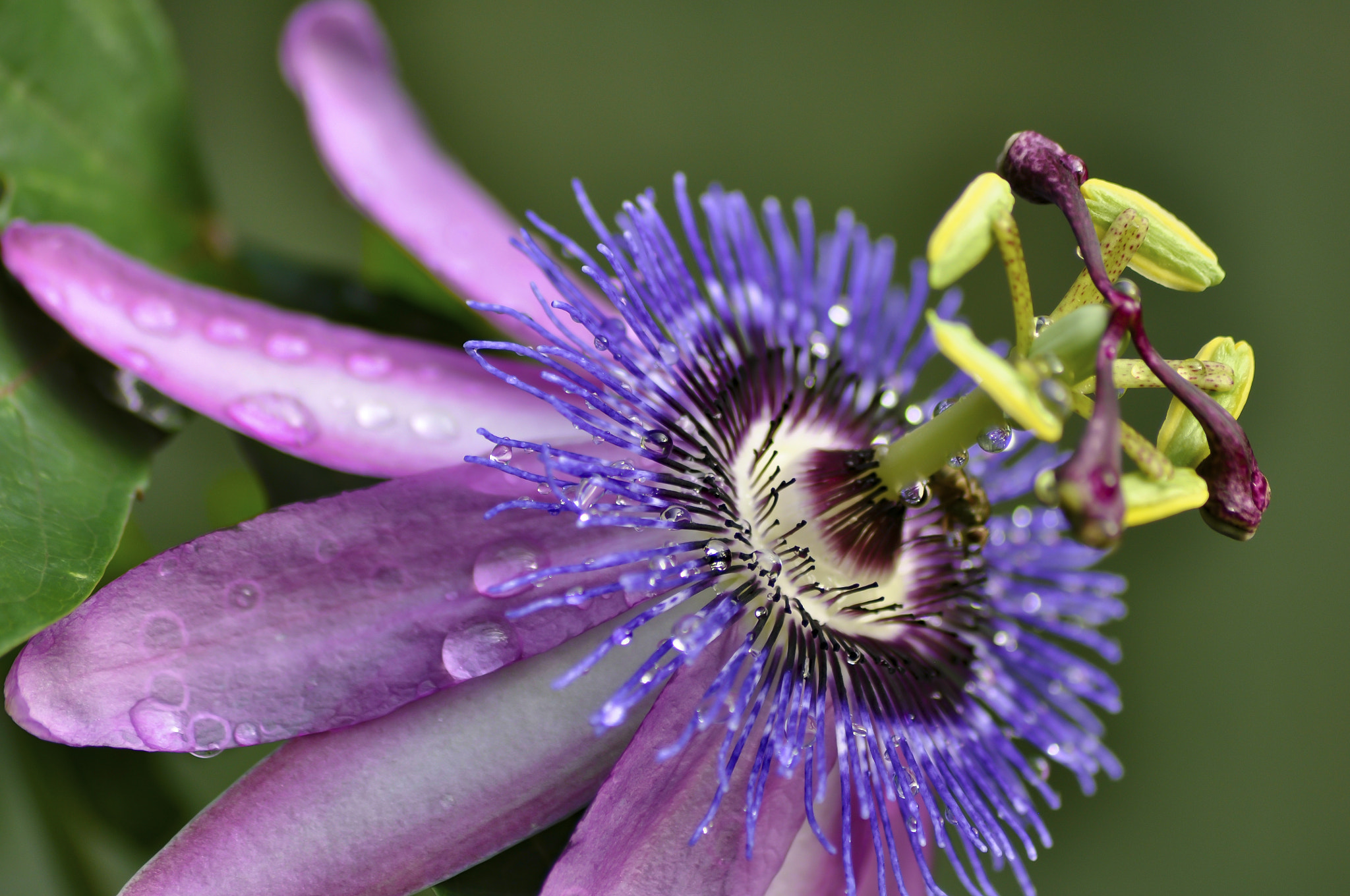 Sigma 70-300mm F4-5.6 APO DG Macro sample photo. Passion flower photography