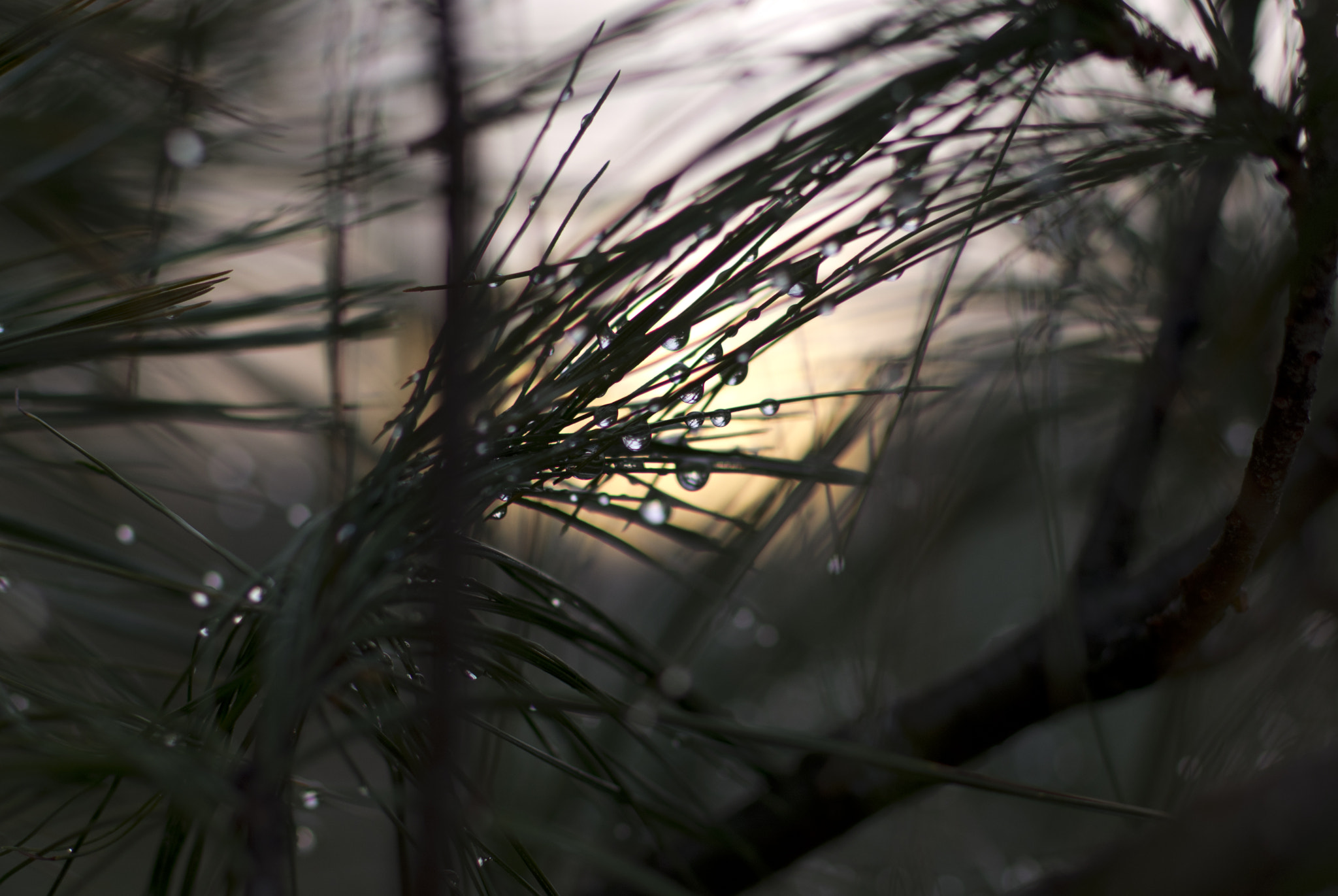 Pentax smc DA* 55mm F1.4 SDM sample photo. Secret morning photography