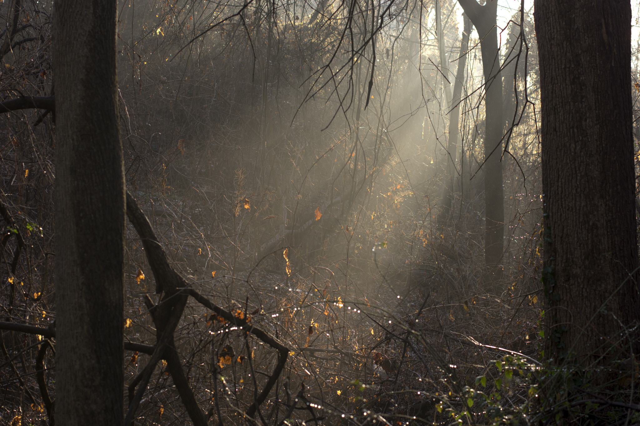 Pentax K-3 II + Pentax smc DA* 55mm F1.4 SDM sample photo. Spotlight sans stage photography