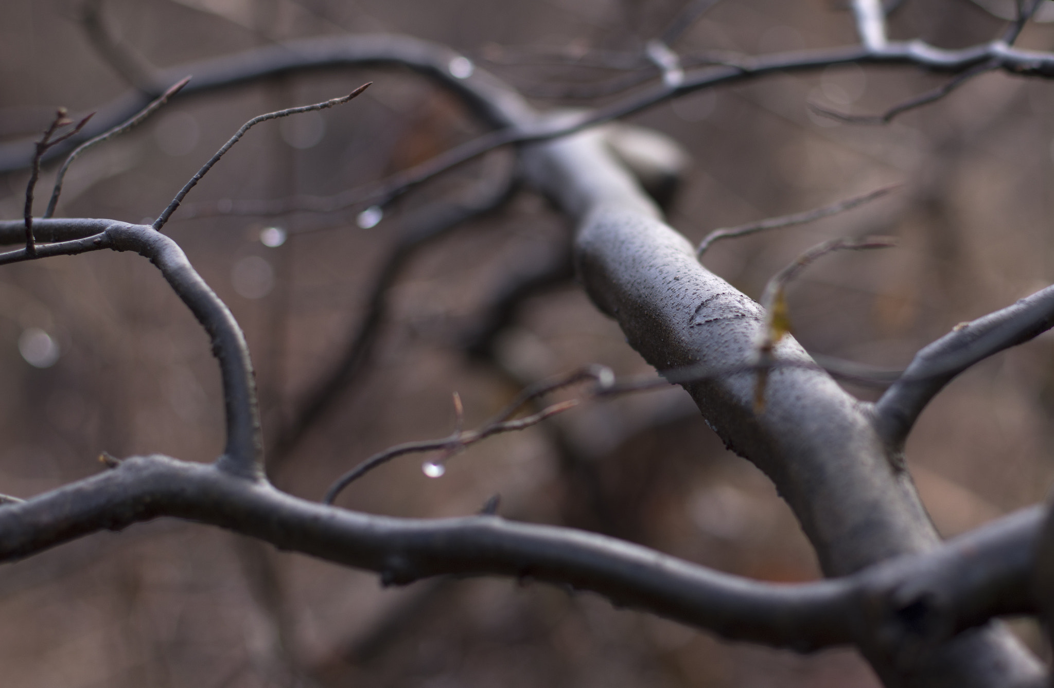 Pentax smc DA* 55mm F1.4 SDM sample photo. Sheath of light photography