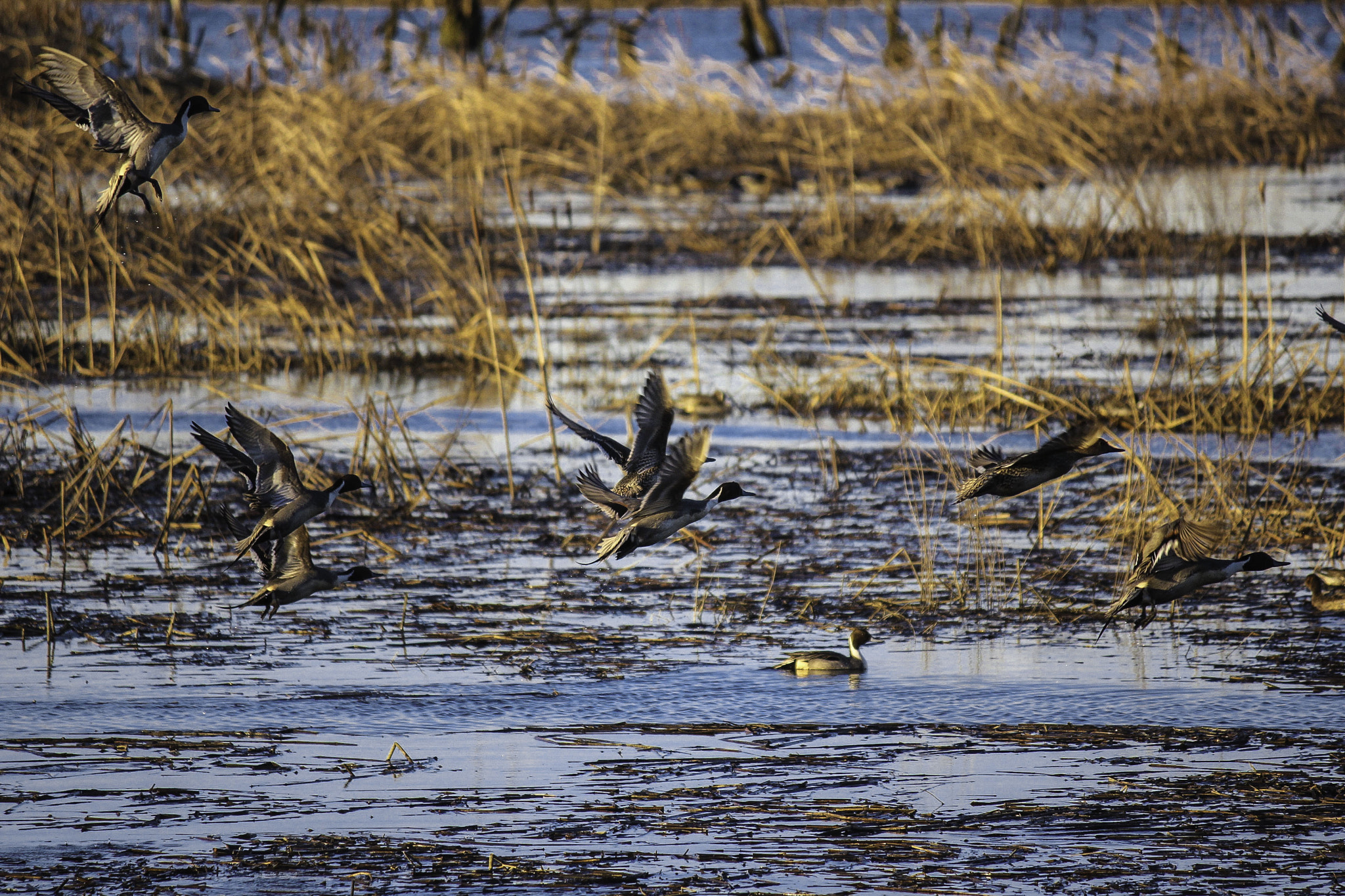 Canon EOS 550D (EOS Rebel T2i / EOS Kiss X4) sample photo. Waterfowl in oregon photography