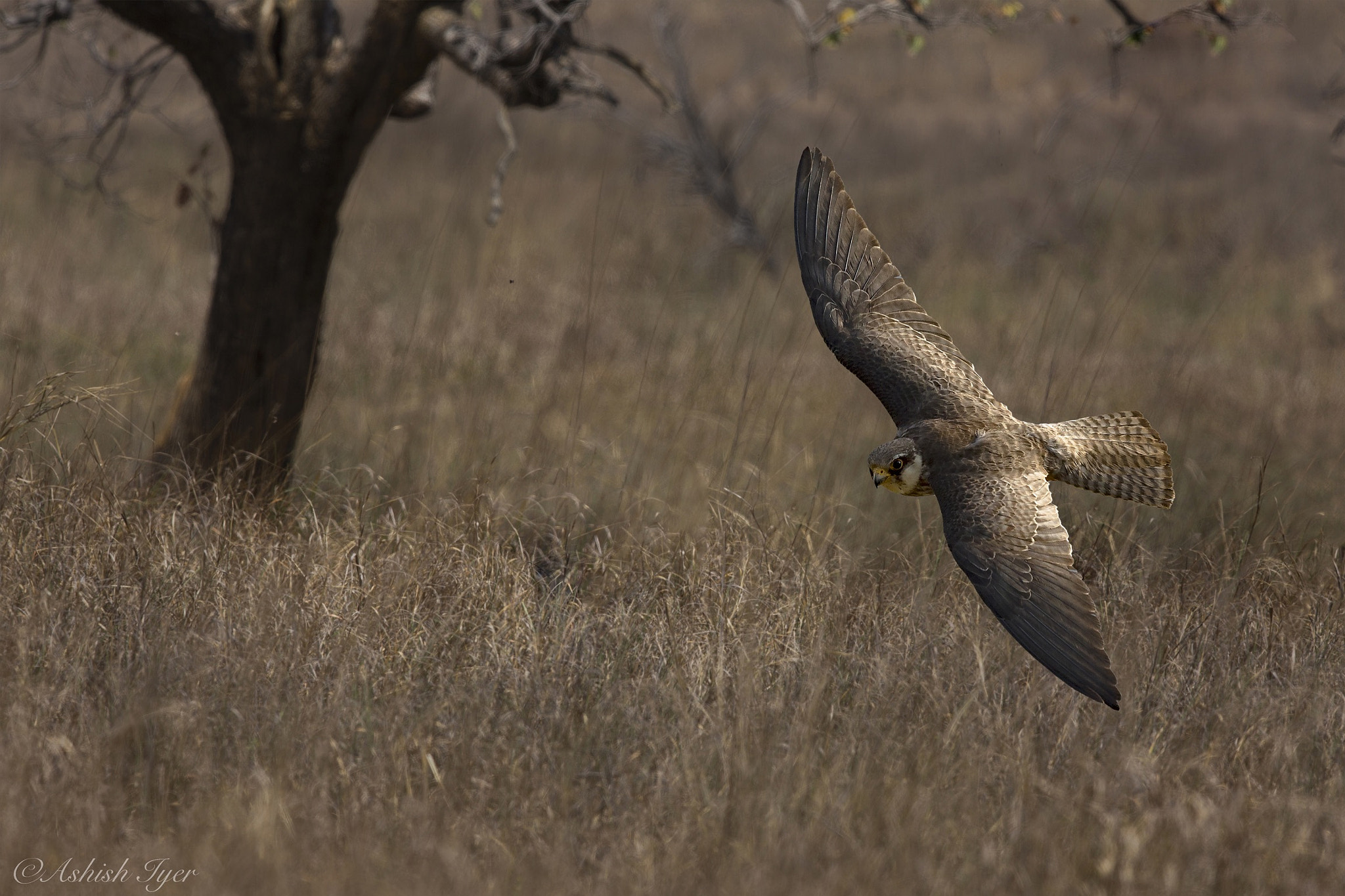 Canon EOS-1D X + Canon EF 500mm F4L IS II USM sample photo. Amur in flight photography