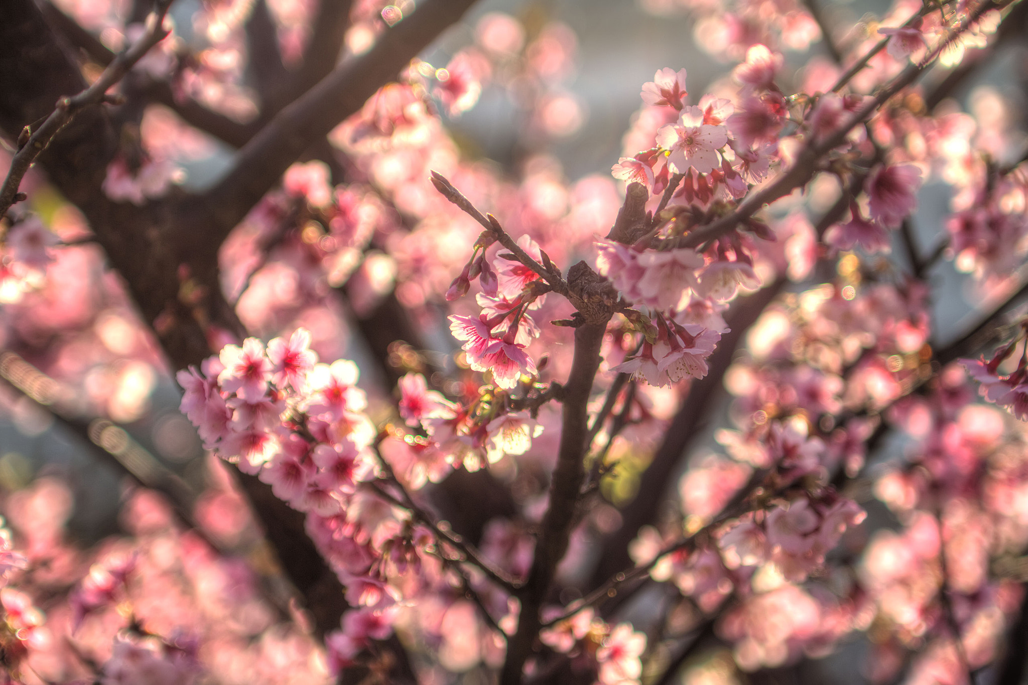 Canon EOS 7D sample photo. Cherry blossom hdr photography