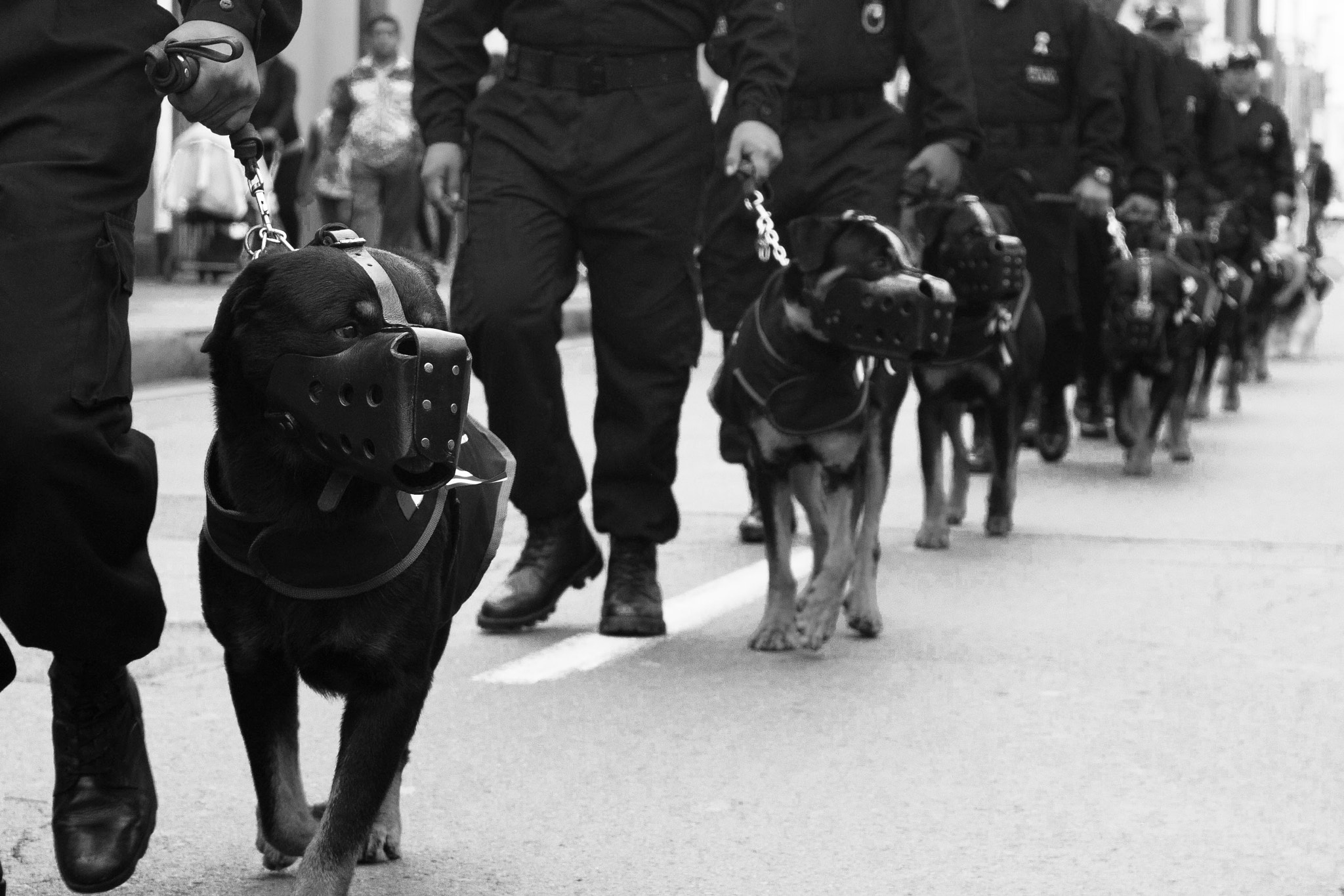 Canon EF 28-80mm f/2.8-4L sample photo. Canine parade photography