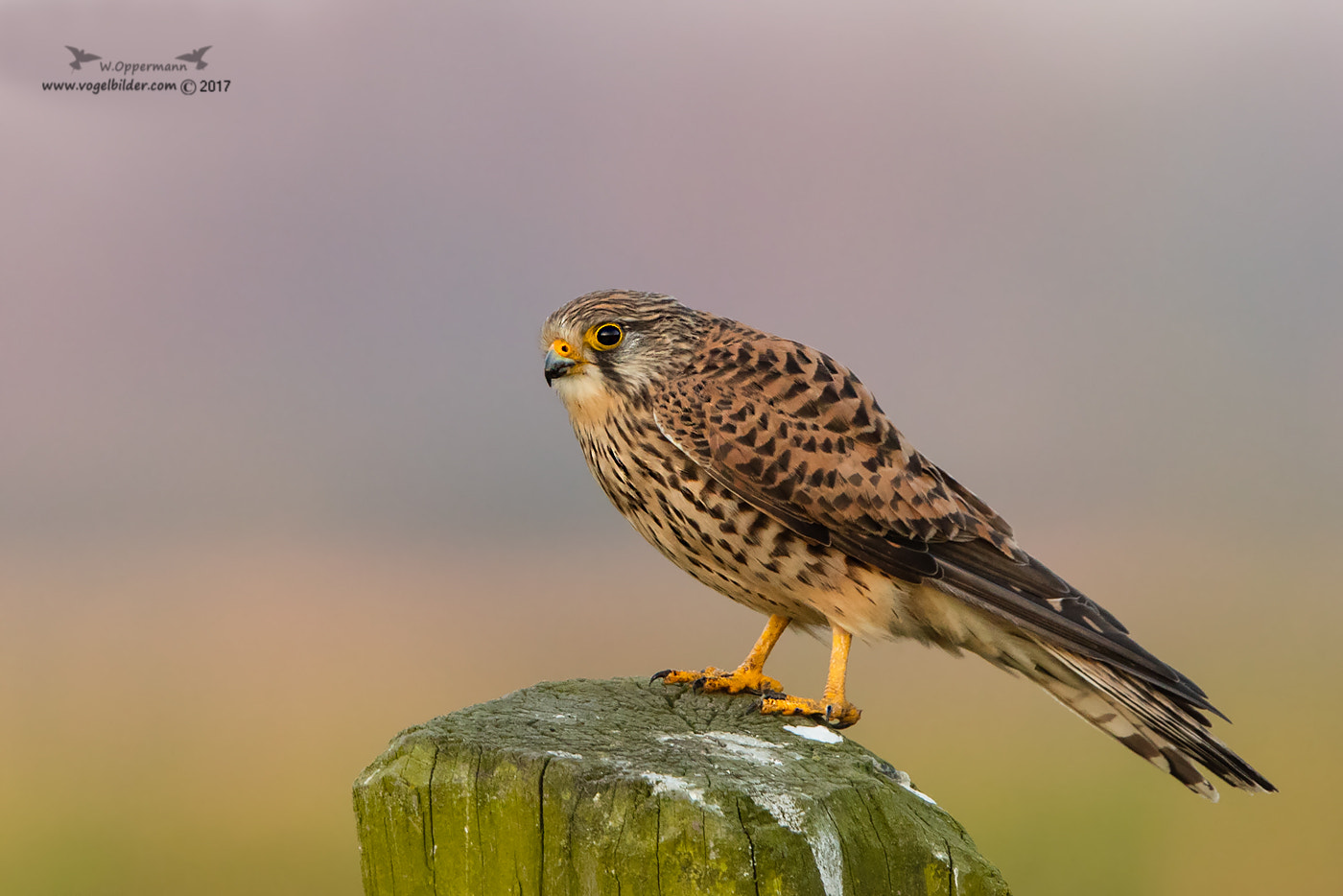 Canon EF 600mm F4L IS II USM sample photo. Turmfalke / kestrel photography