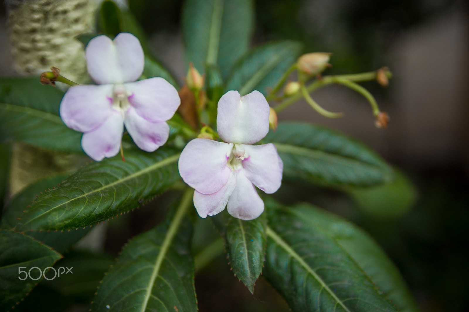 Sony SLT-A77 sample photo. Hacia ti photography
