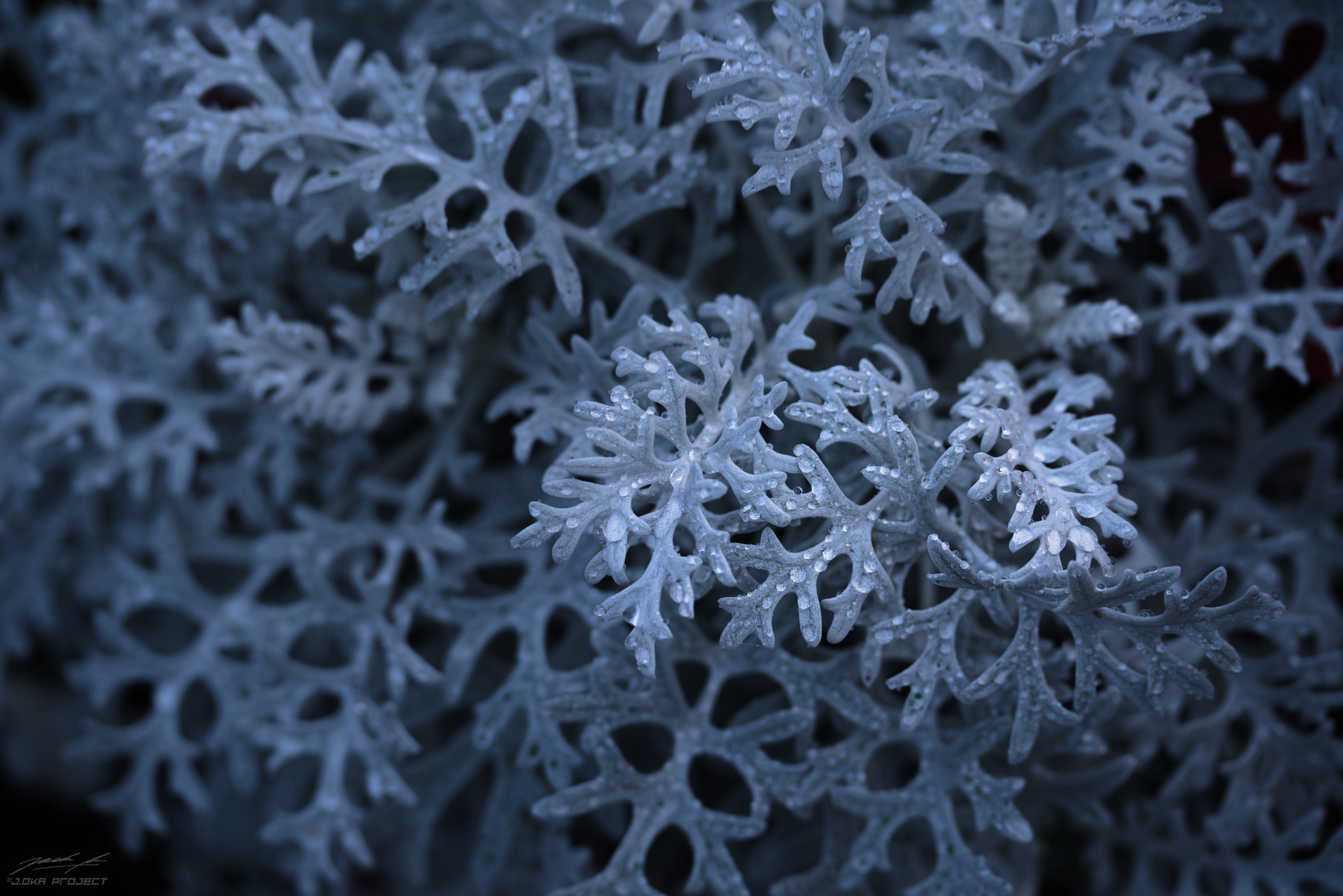 Pentax K-1 sample photo. Freezing dew photography