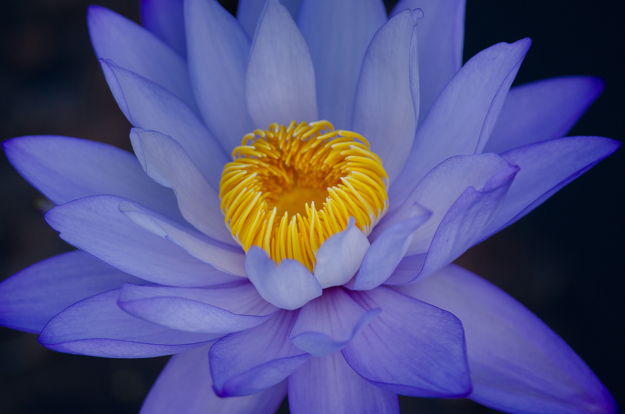 Nikon D7000 sample photo. Water lily photography