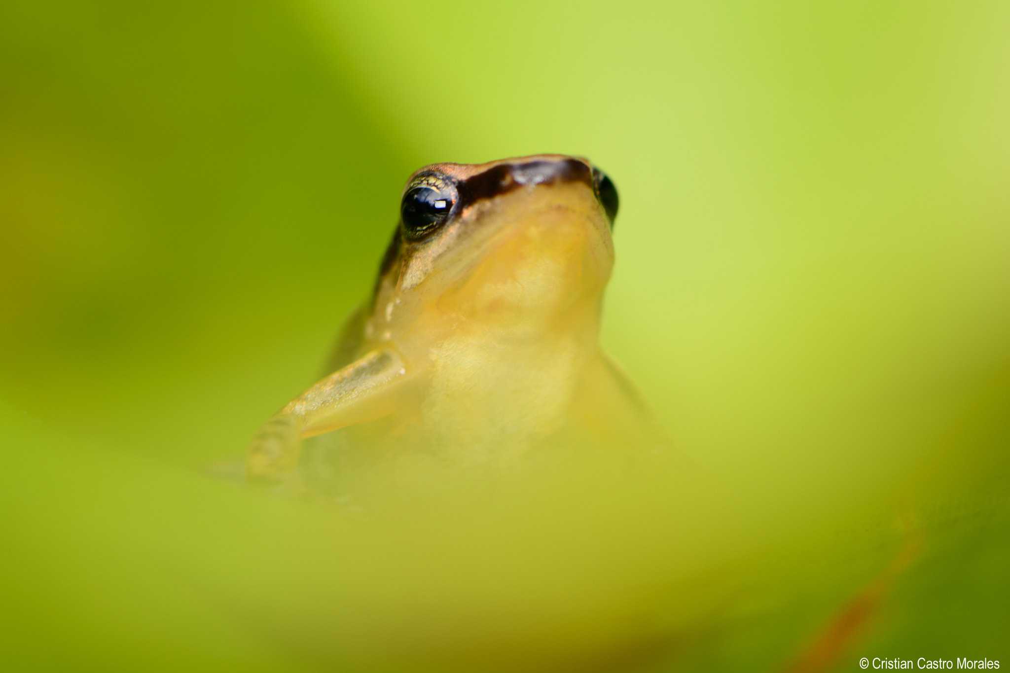 Nikon D7100 sample photo. Santa rita rocket frog (colostethus fraterdanieli) photography