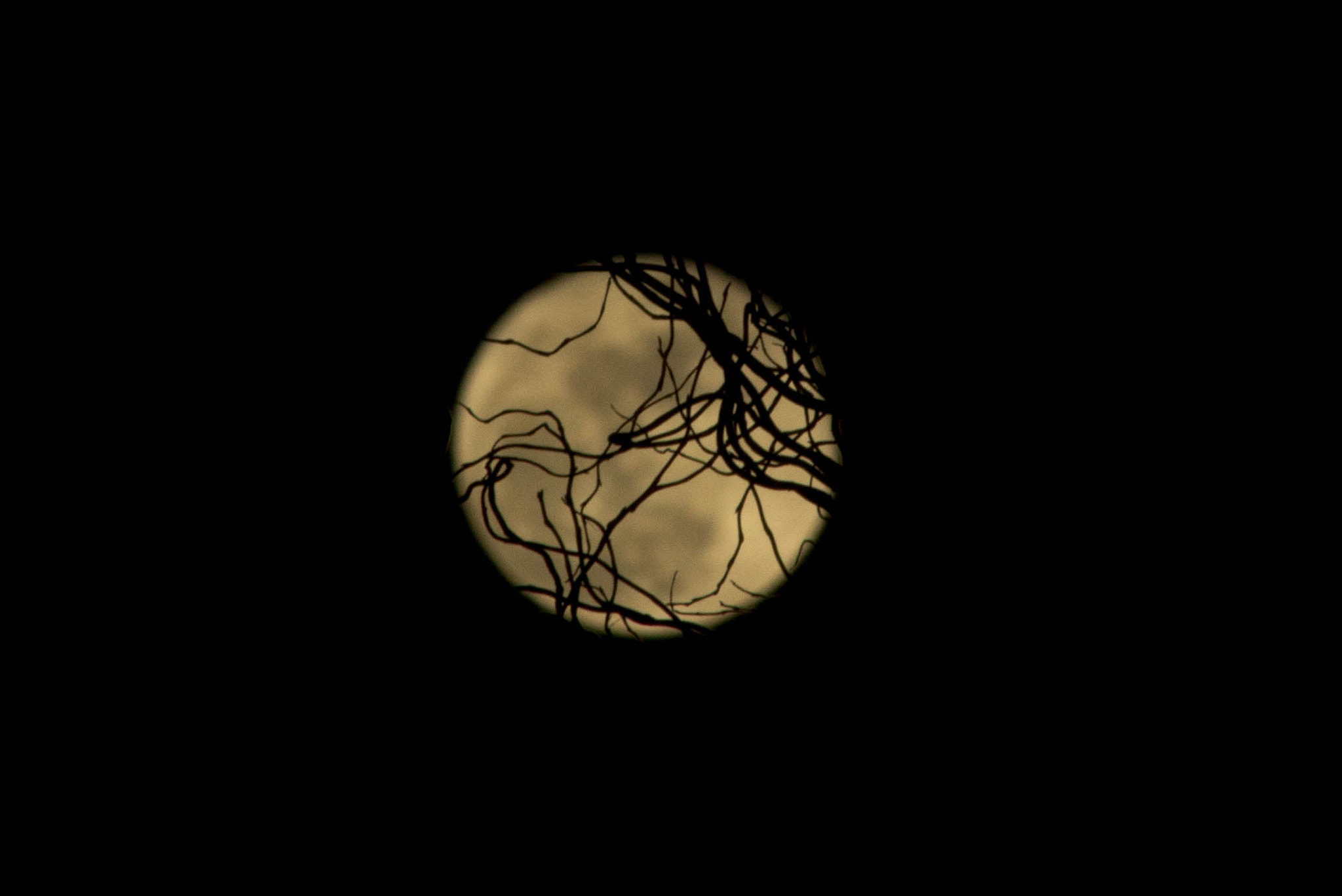 Canon EF 75-300mm f/4-5.6 USM sample photo. Wolf moon photography