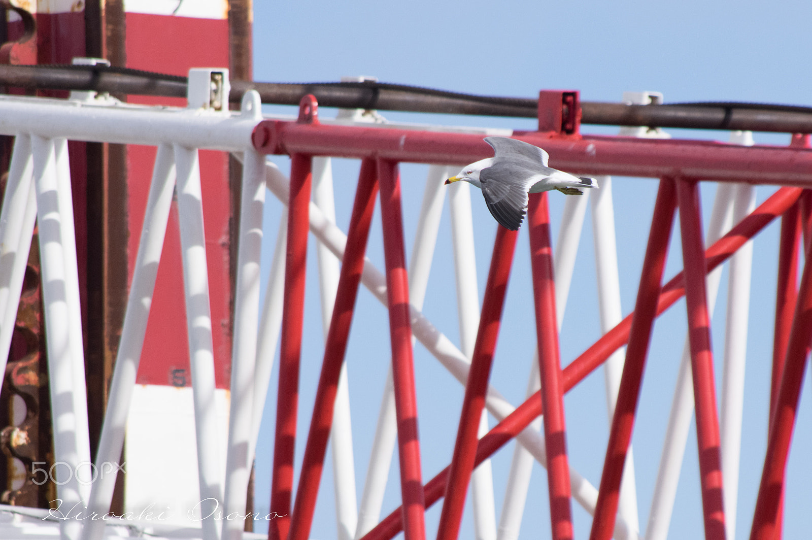 HD Pentax DA 55-300mm F4.0-5.8 ED WR sample photo. Seagull photography