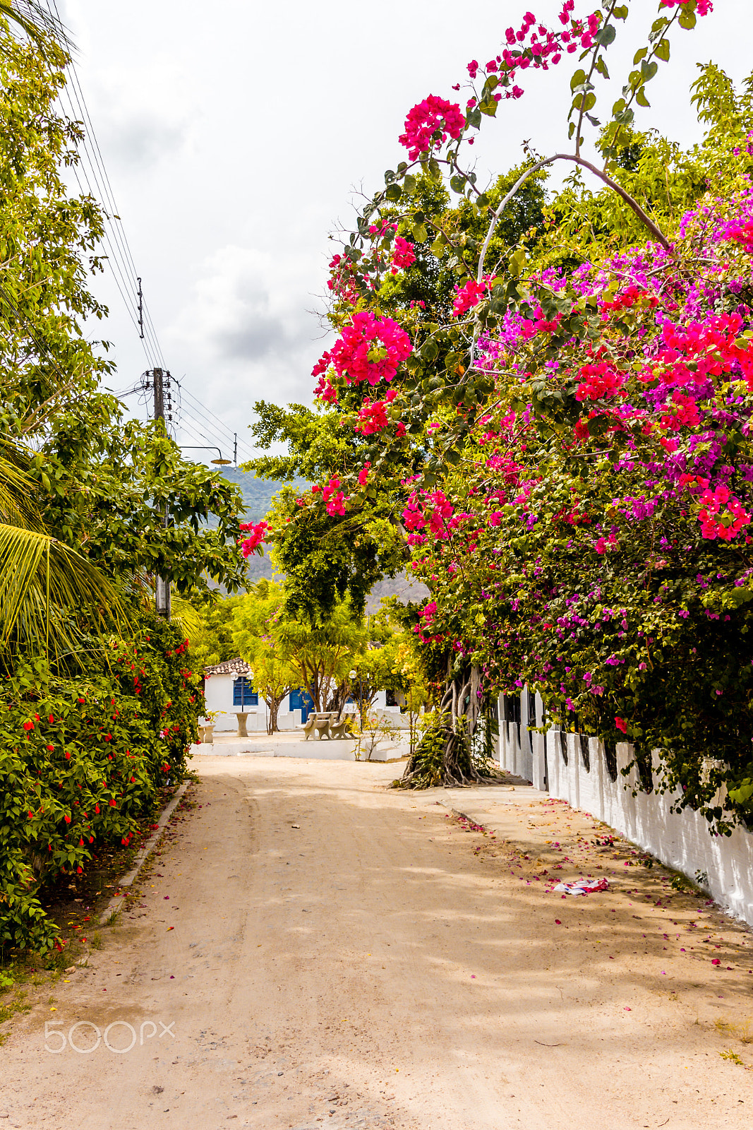 Canon EF-S 17-55mm F2.8 IS USM sample photo. Flowers road photography