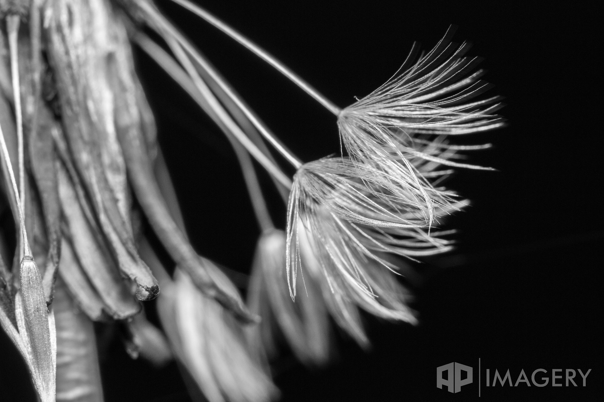 Sigma APO Macro 150mm f/2.8 EX DG HSM sample photo. Macro - b&w photography