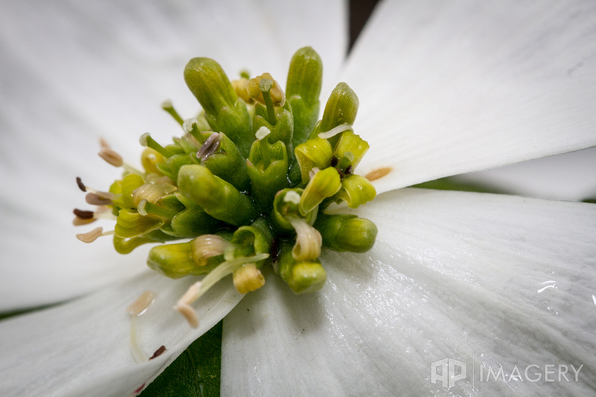Sigma APO Macro 150mm f/2.8 EX DG HSM sample photo. Macro - dogwood 2 photography