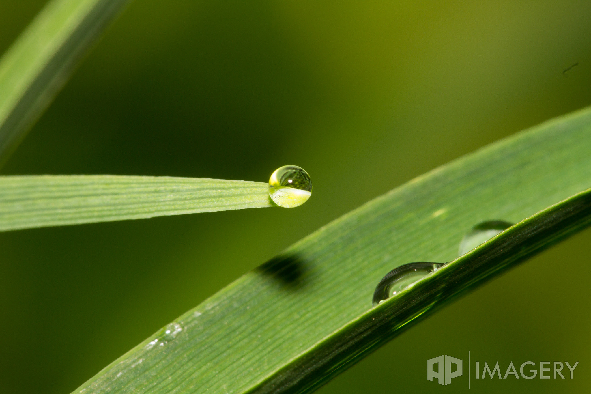 Sigma APO Macro 150mm f/2.8 EX DG HSM sample photo. Macro - droplet photography