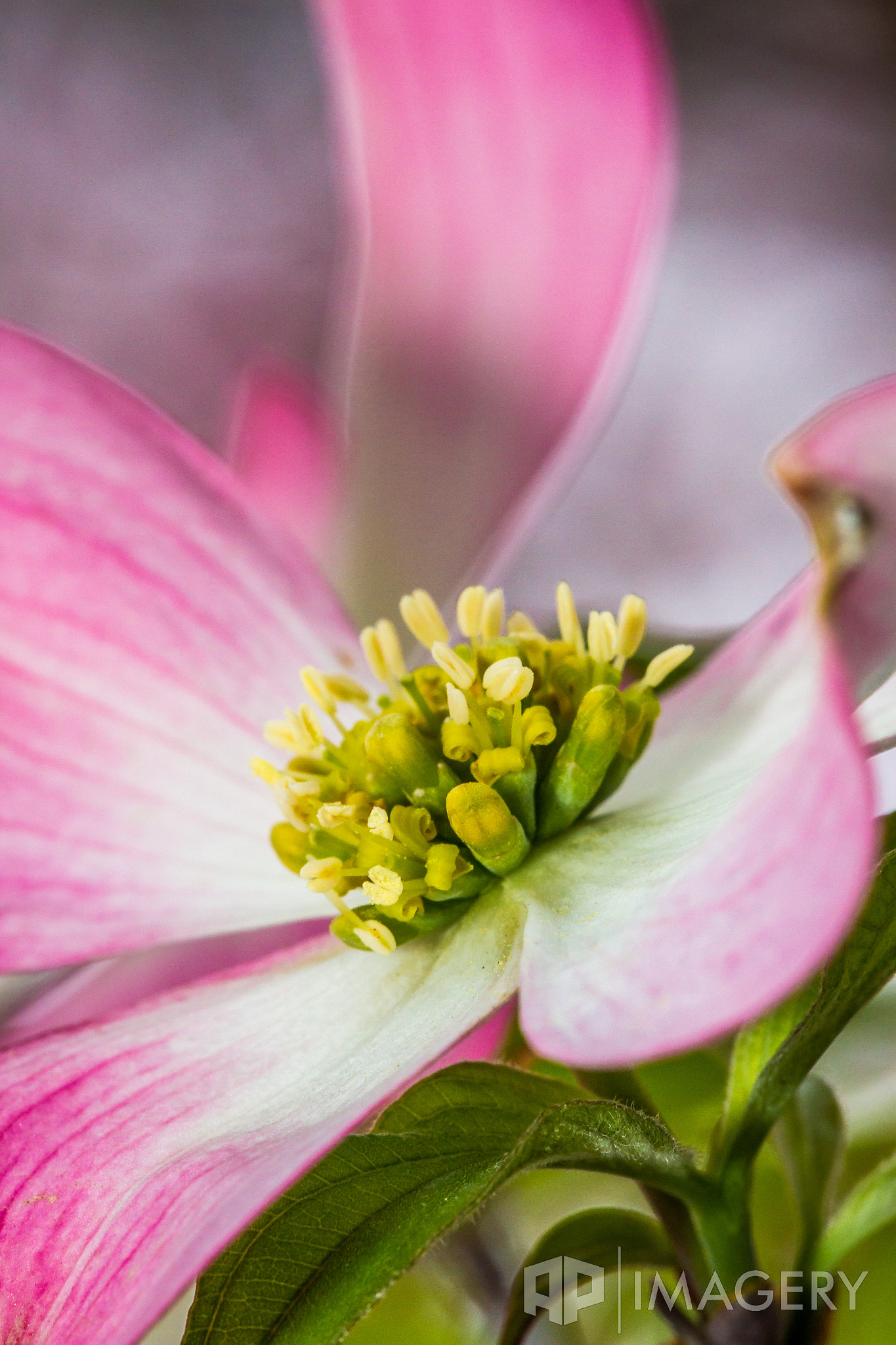 Sigma APO Macro 150mm f/2.8 EX DG HSM sample photo. Macro - dogwood 1 photography