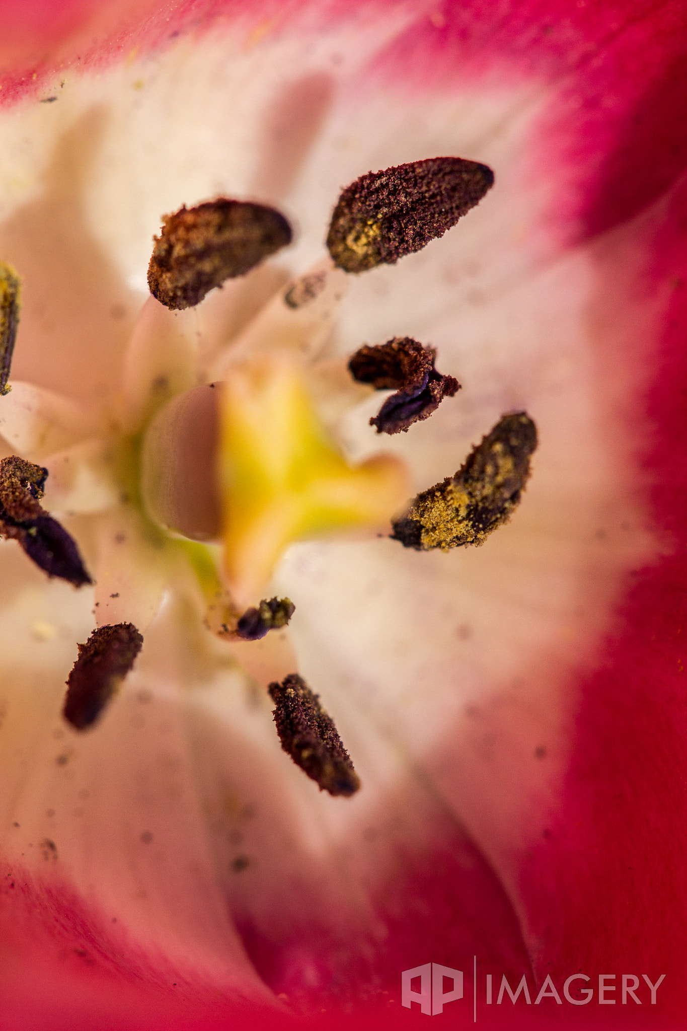 Sigma APO Macro 150mm f/2.8 EX DG HSM sample photo. Macro - tulip 2 photography