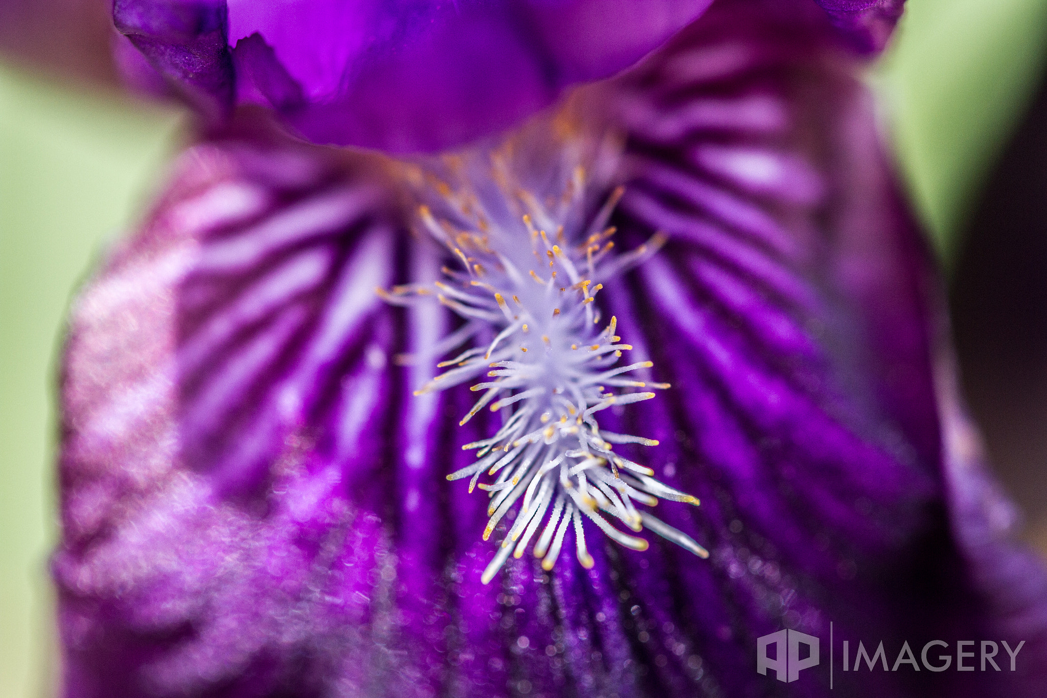 Sigma APO Macro 150mm f/2.8 EX DG HSM sample photo. Macro - iris photography