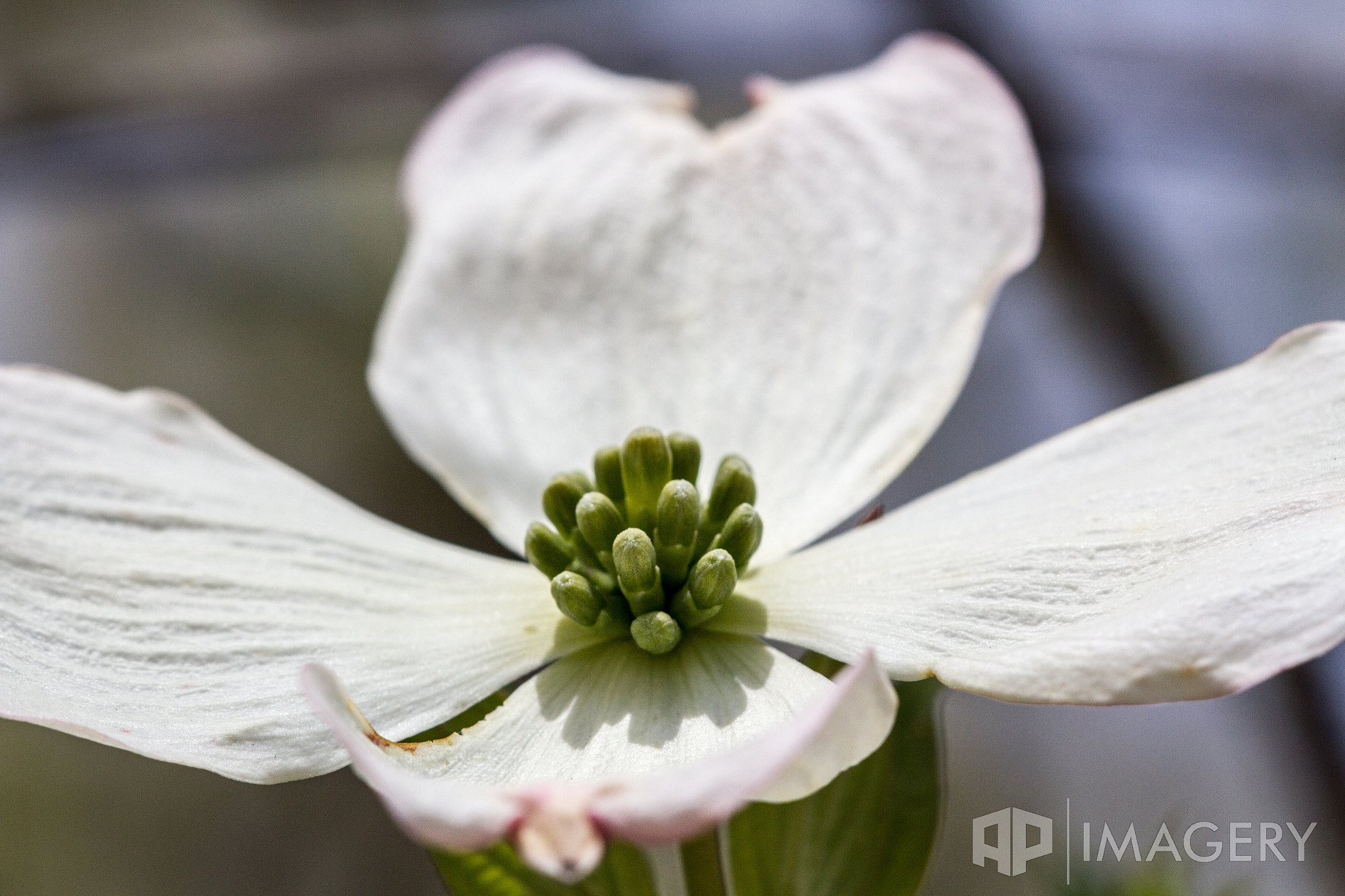 Sigma APO Macro 150mm f/2.8 EX DG HSM sample photo. Macro - dogwood 3 photography