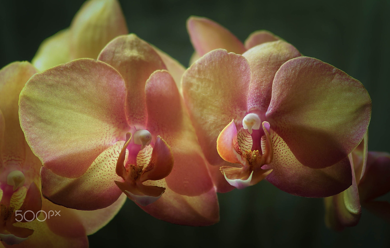 Sony a99 II sample photo. Lighted orchid - indoor photography
