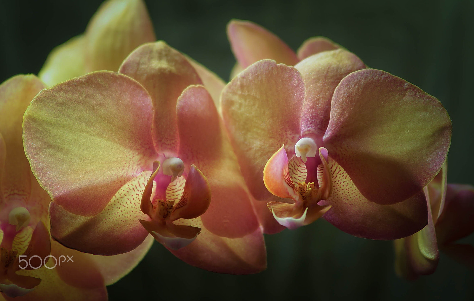 Minolta AF 80-200mm F2.8 HS-APO G sample photo. Lighted orchid - indoor photography