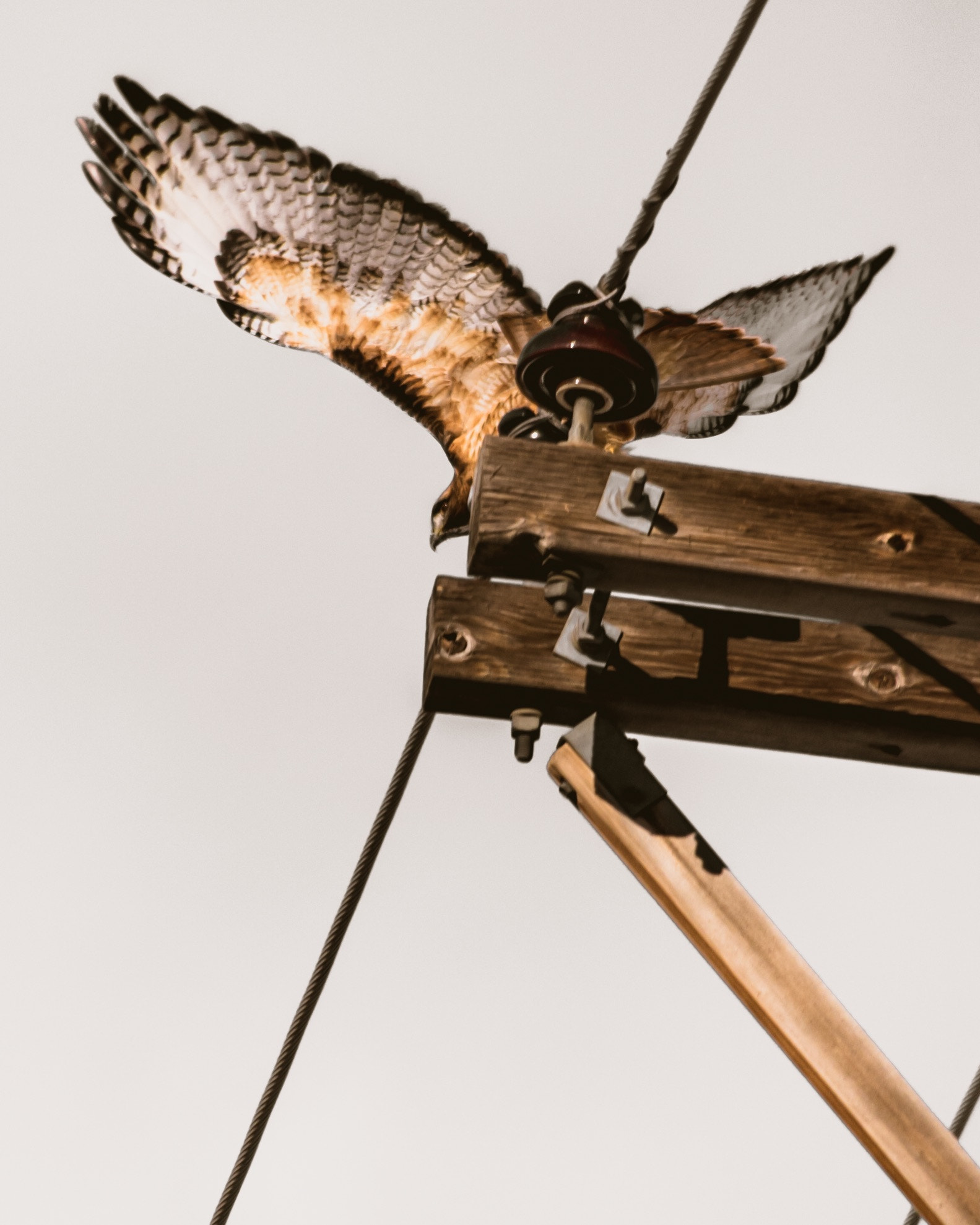 HD Pentax DA 55-300mm F4.0-5.8 ED WR sample photo. Raptor's delight photography