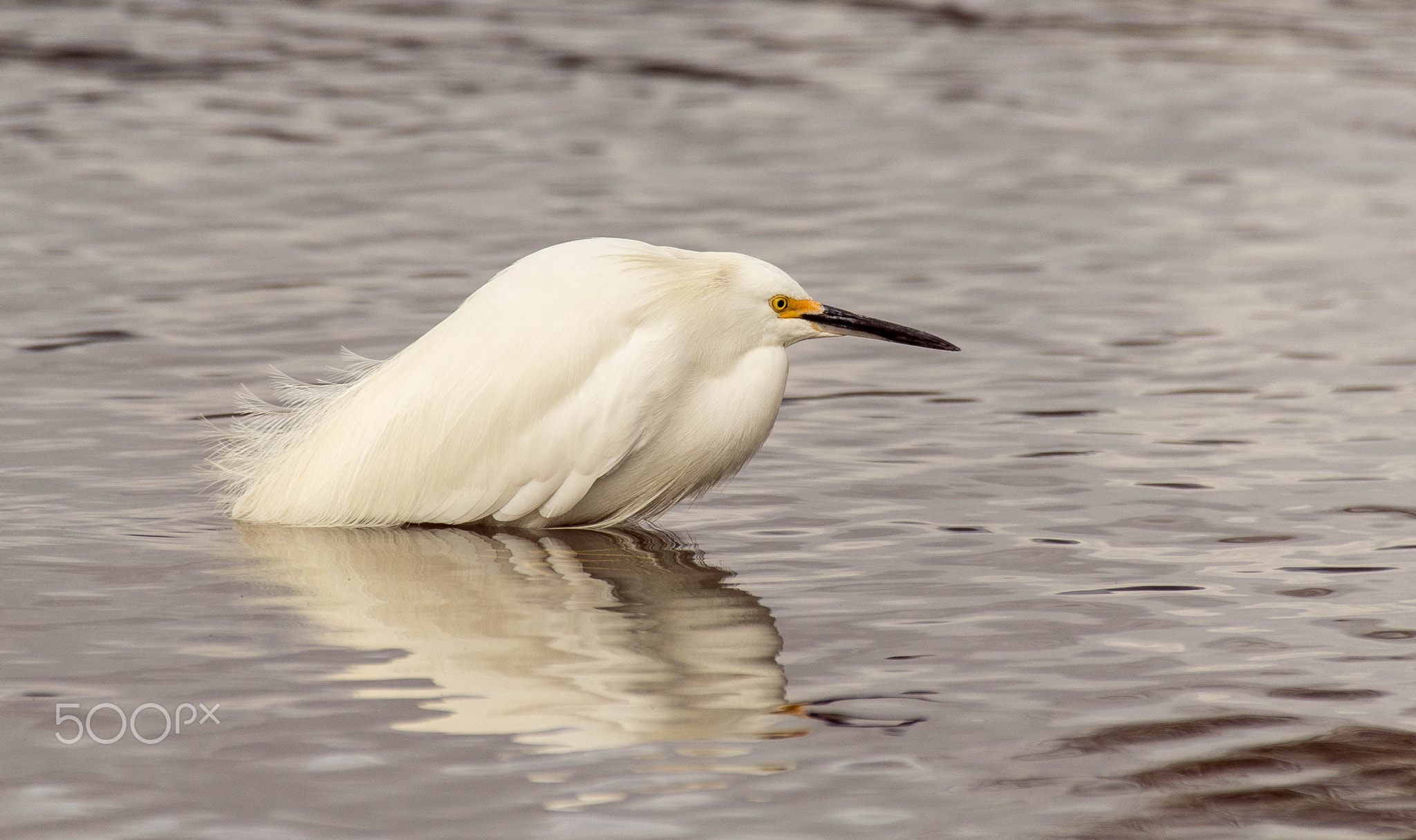 White Heron