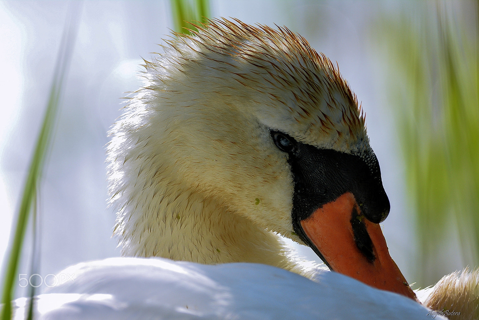 Nikon AF-S Nikkor 300mm F2.8G ED-IF VR sample photo. Bianco ritratto photography