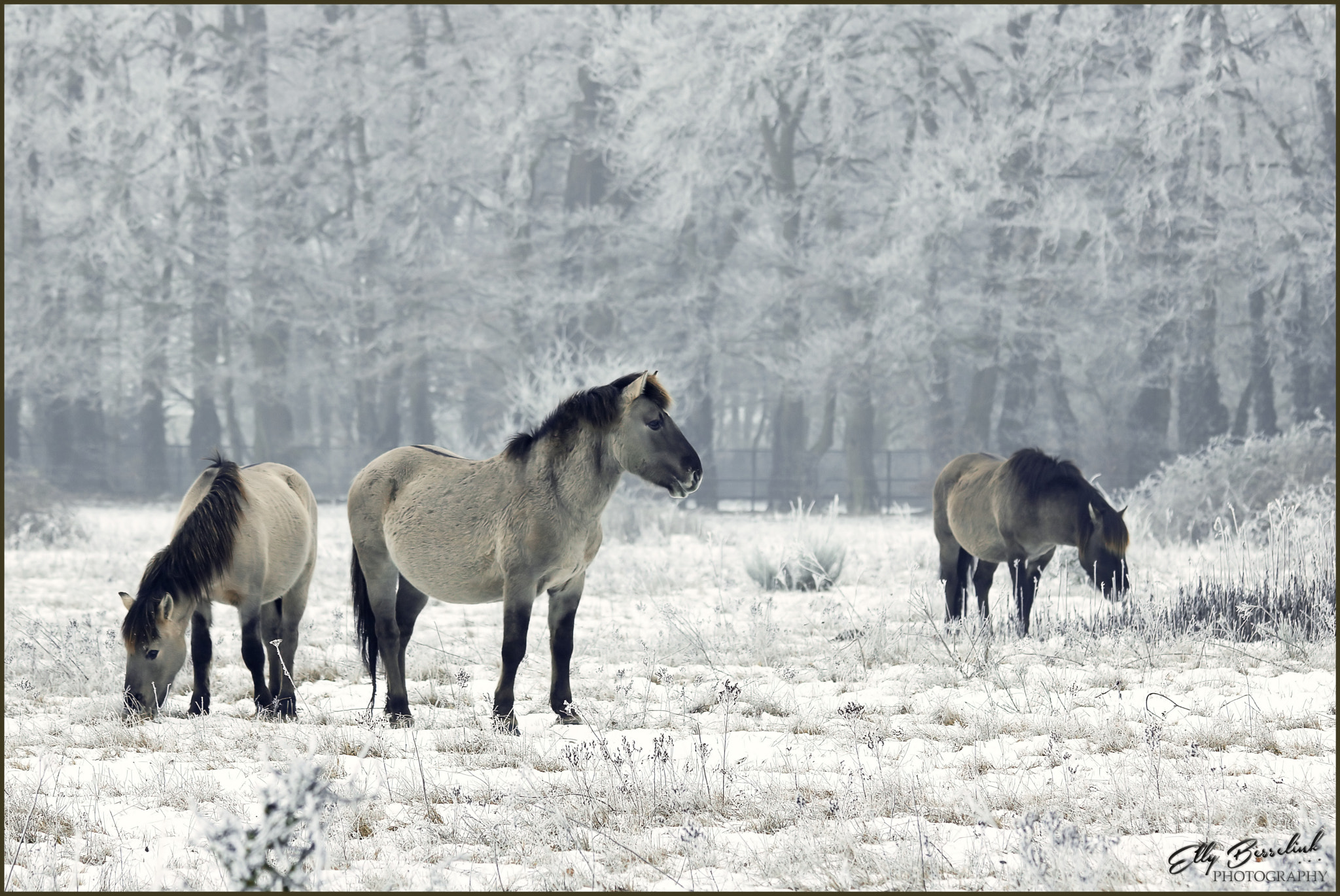 Canon EF 70-300mm F4-5.6 IS USM sample photo. A cold morning photography