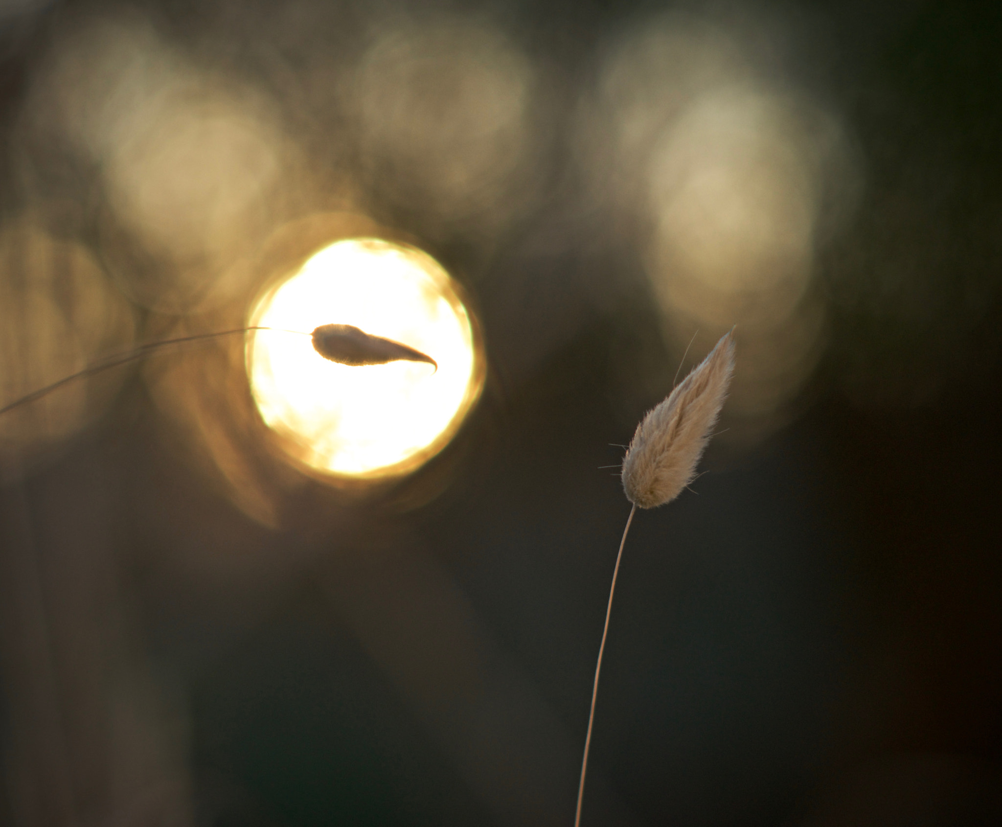 AF Nikkor 50mm f/1.8 sample photo. Into the sunrise photography