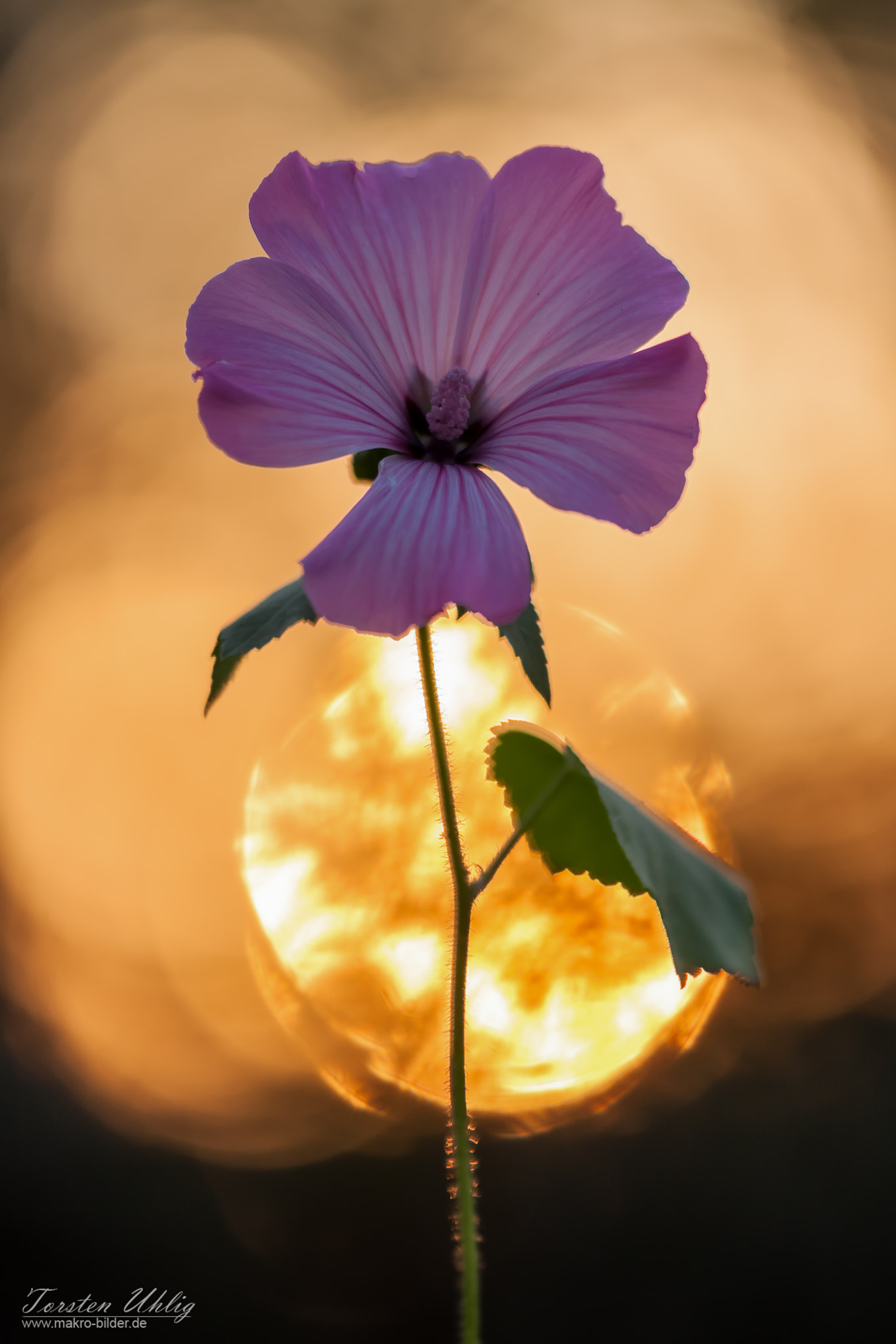 Sigma APO Macro 150mm f/2.8 EX DG HSM sample photo. Malvenblüte vor sonnenuntergang photography