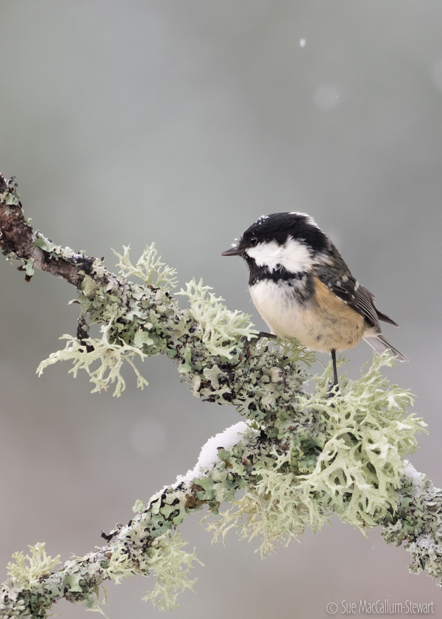 Olympus OM-D E-M1 + OLYMPUS M.300mm F4.0 sample photo. Coal tit photography